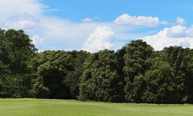 TrainJunkies Just Trees 1 Model Railroad Backdrop