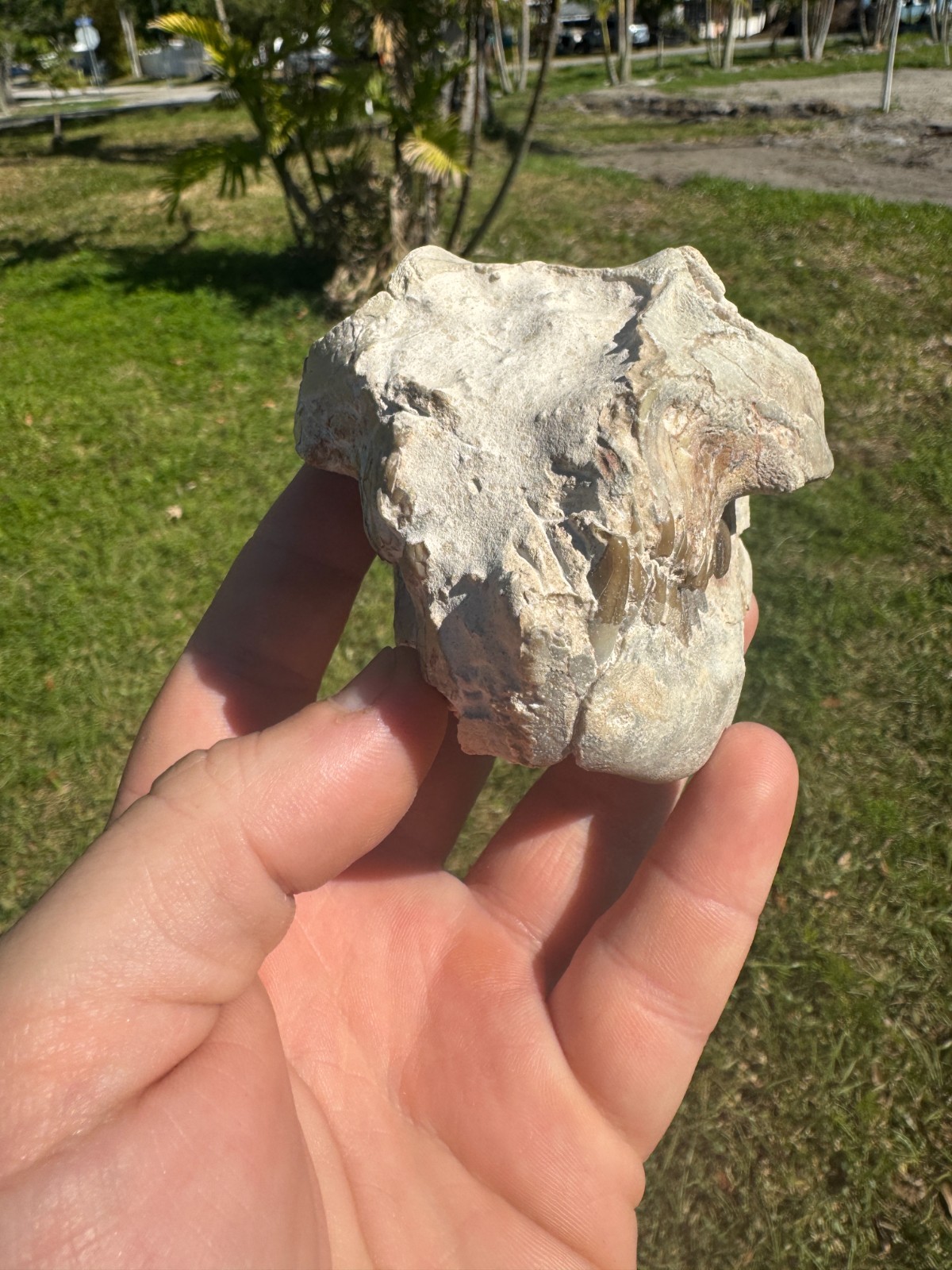 BEAUTIFUL PREP WHITE RIVER OREODONT LEPTAUCHENIA SKULL JAW TEETH BONE FOSSIL