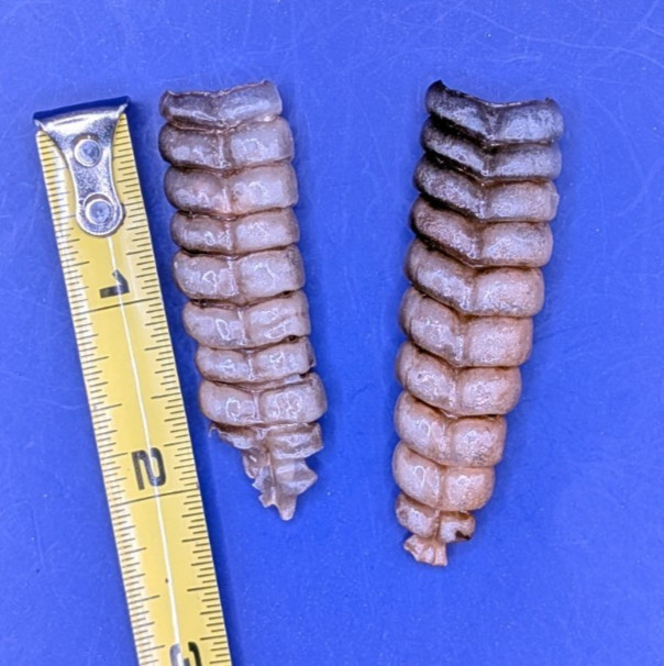 2 Nice Very Western Diamondback Rattlesnake Rattle #R6311