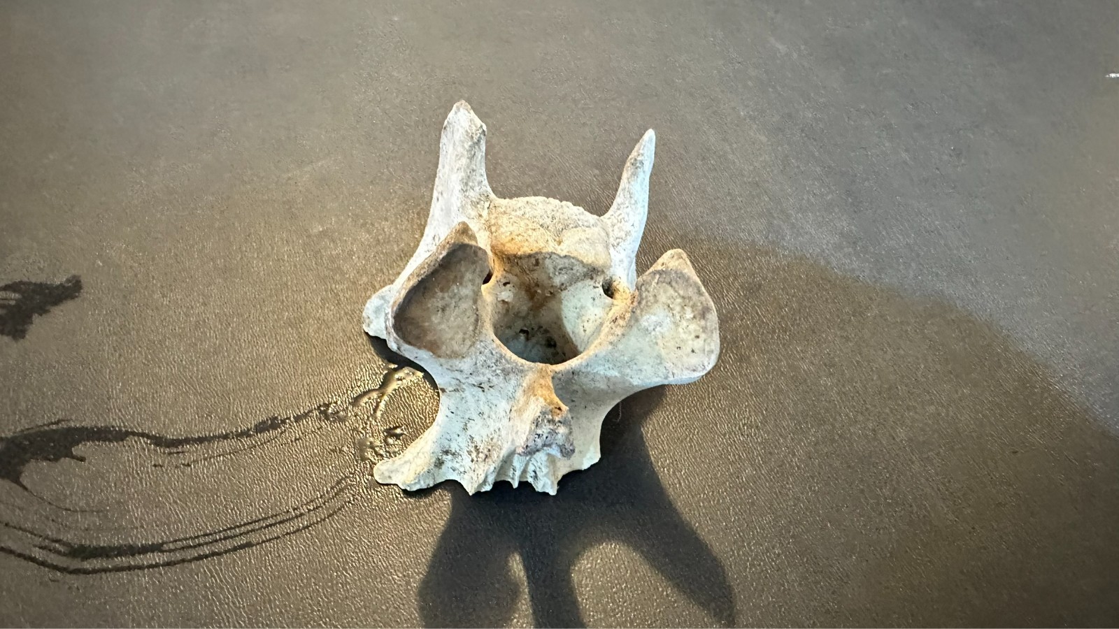 Large Animal Mammal Deer Vertebrae Smiling Bone Arts Crafts Spine Fossil