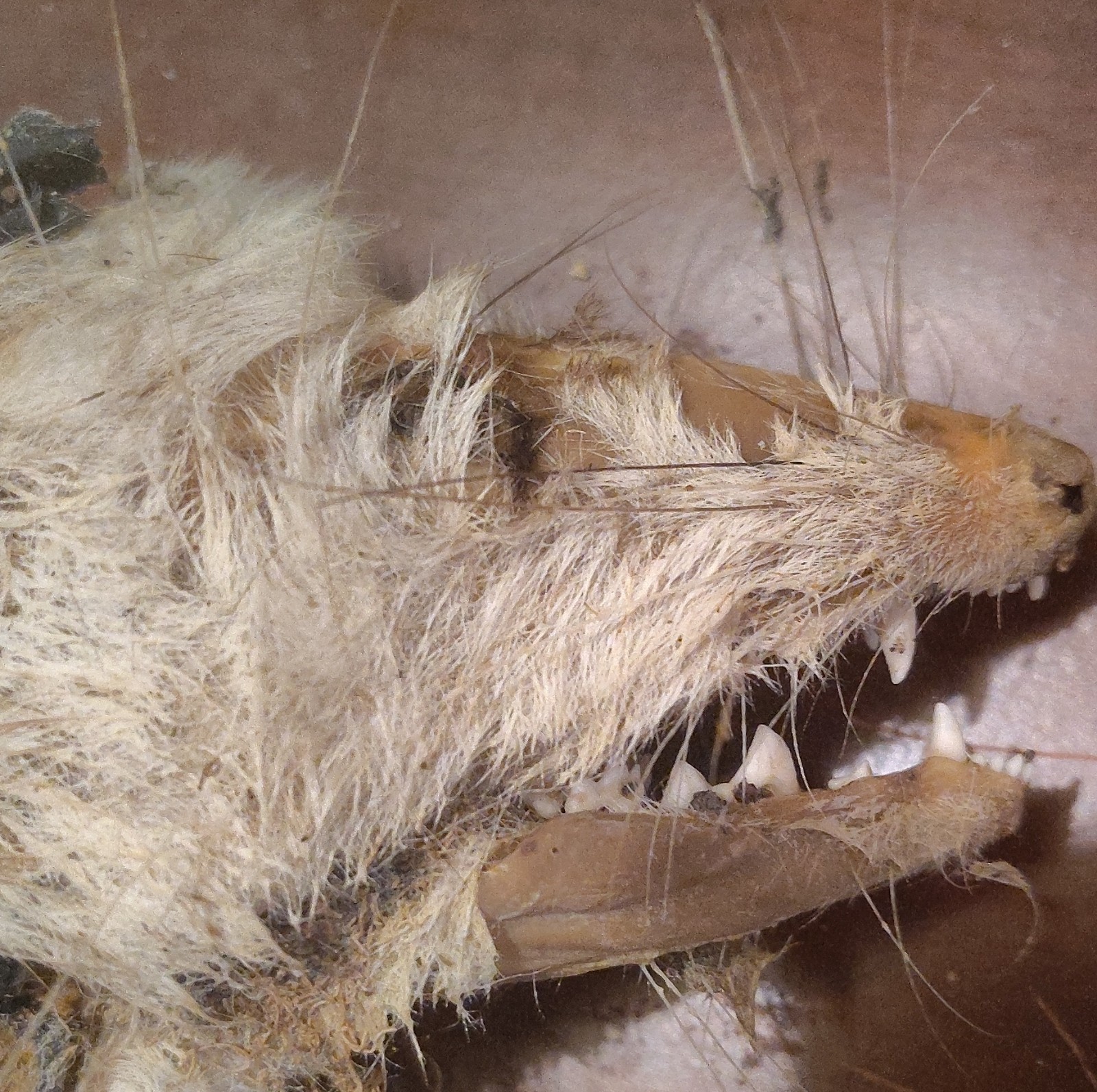 Naturally And Chemically Dried Mummified Possum.