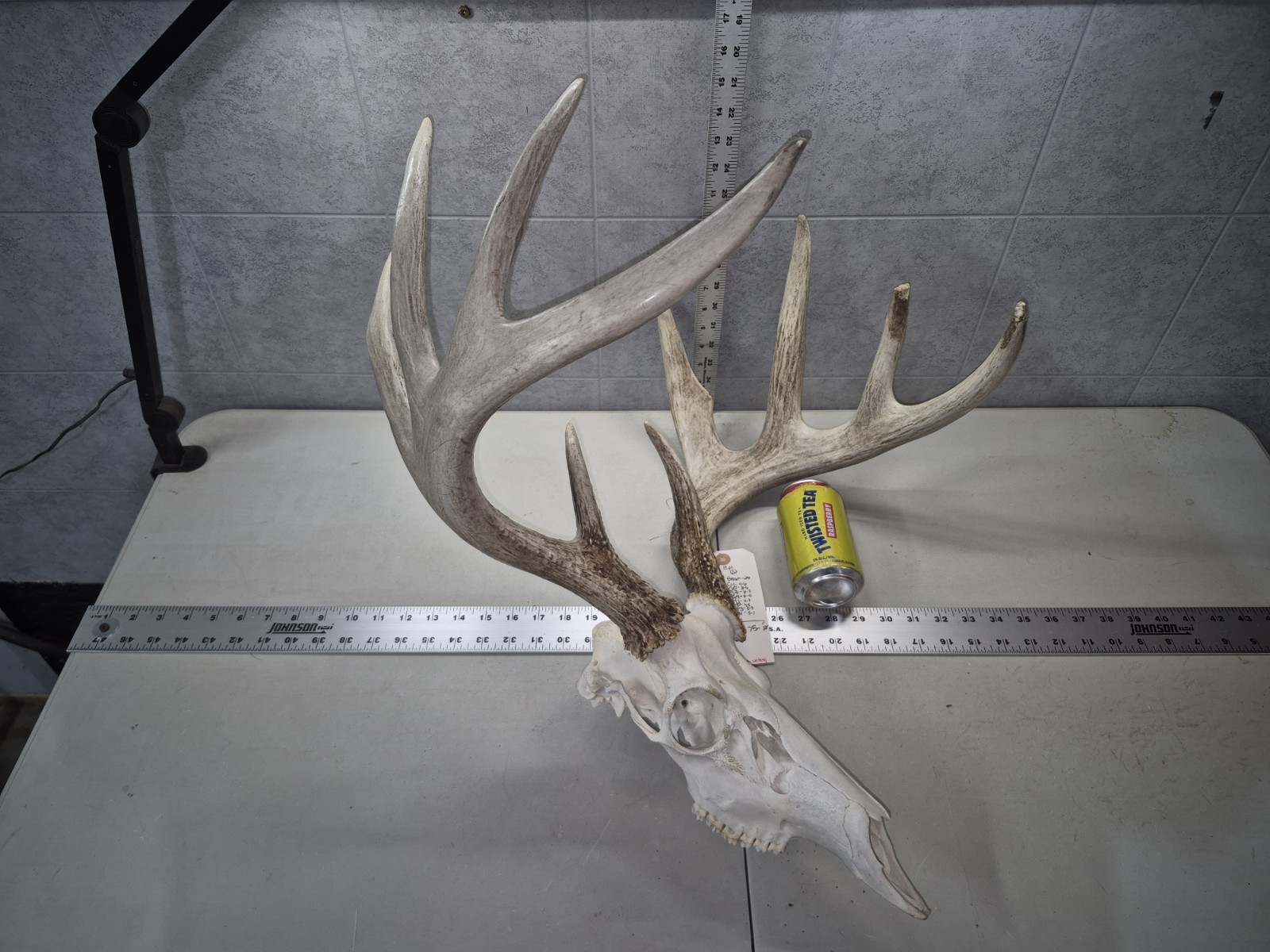HUGE Wild 10pt 166" Whitetail Deer Skull European Decor Man Cave Taxidermy Buck
