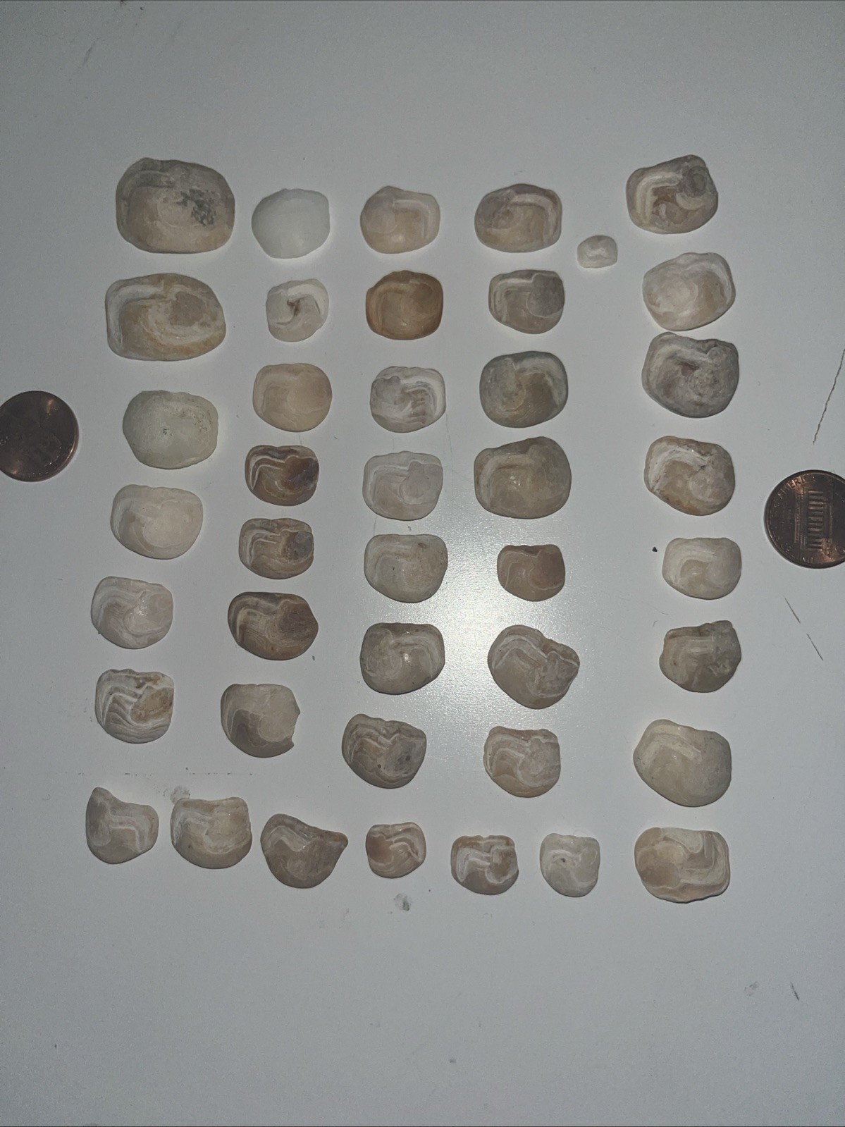 Lake Erie Lucky Stones Otolith Bones Crafts Decor Lot Of 42 Various Colors Sizes