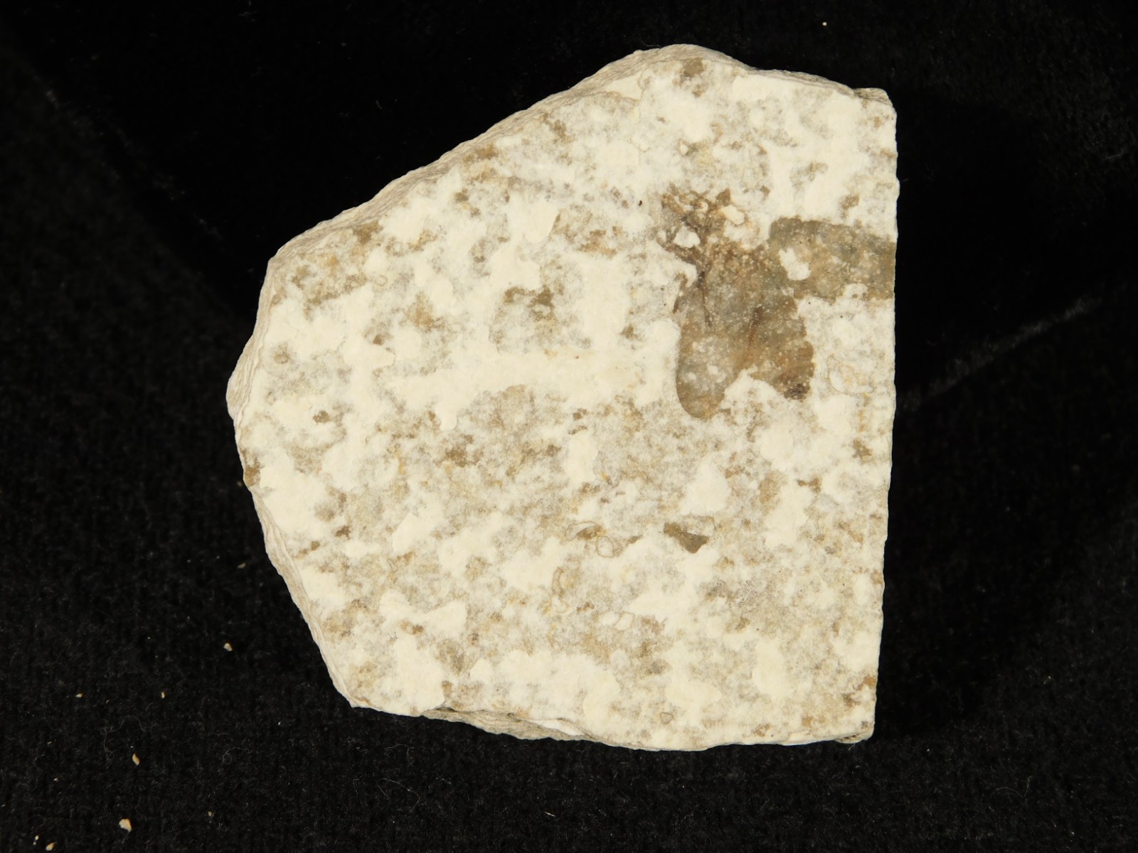 Winged INSECT FOSSIL 100% Natural From Fossil LAKE Wyoming 20.8gr