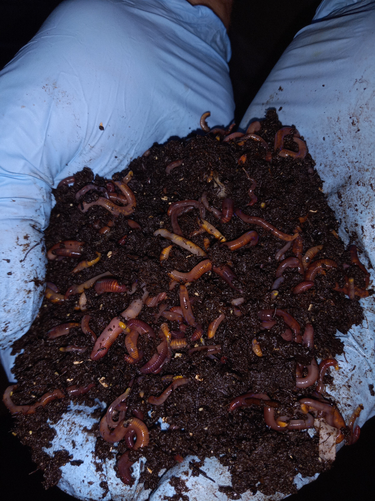 🐛We Got Composting Worms / Earth Friendly / LIVE / Fresh/ Free Shipping 🐛