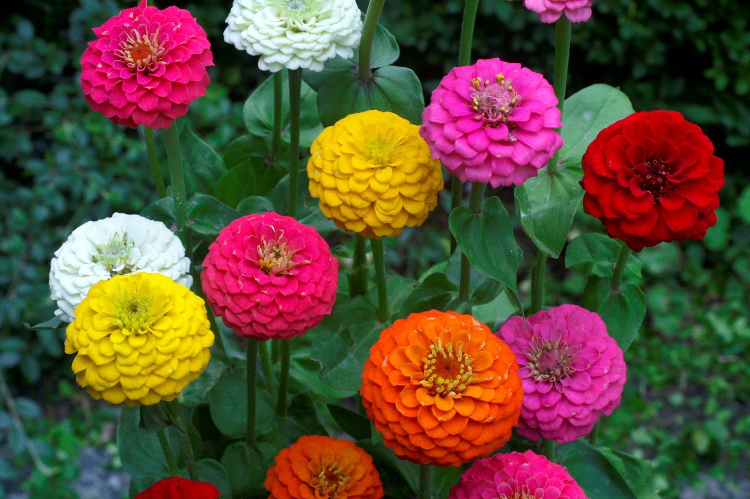 Zinnia Elegans Lilliput Mix Seeds, NON-GMO, Variety Sizes, FREE SHIPPING