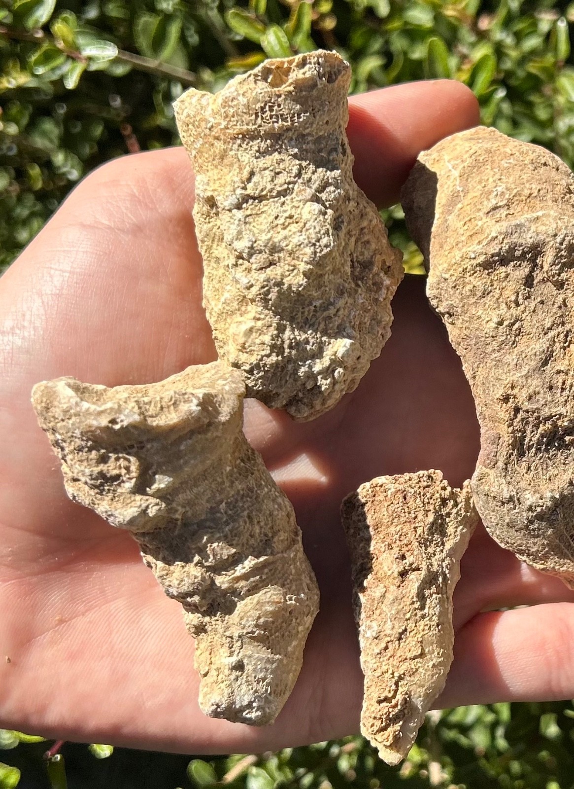 BIG Texas Fossil Horn Coral LOT OF 5 Caninia sp. Pennsylvanian Age