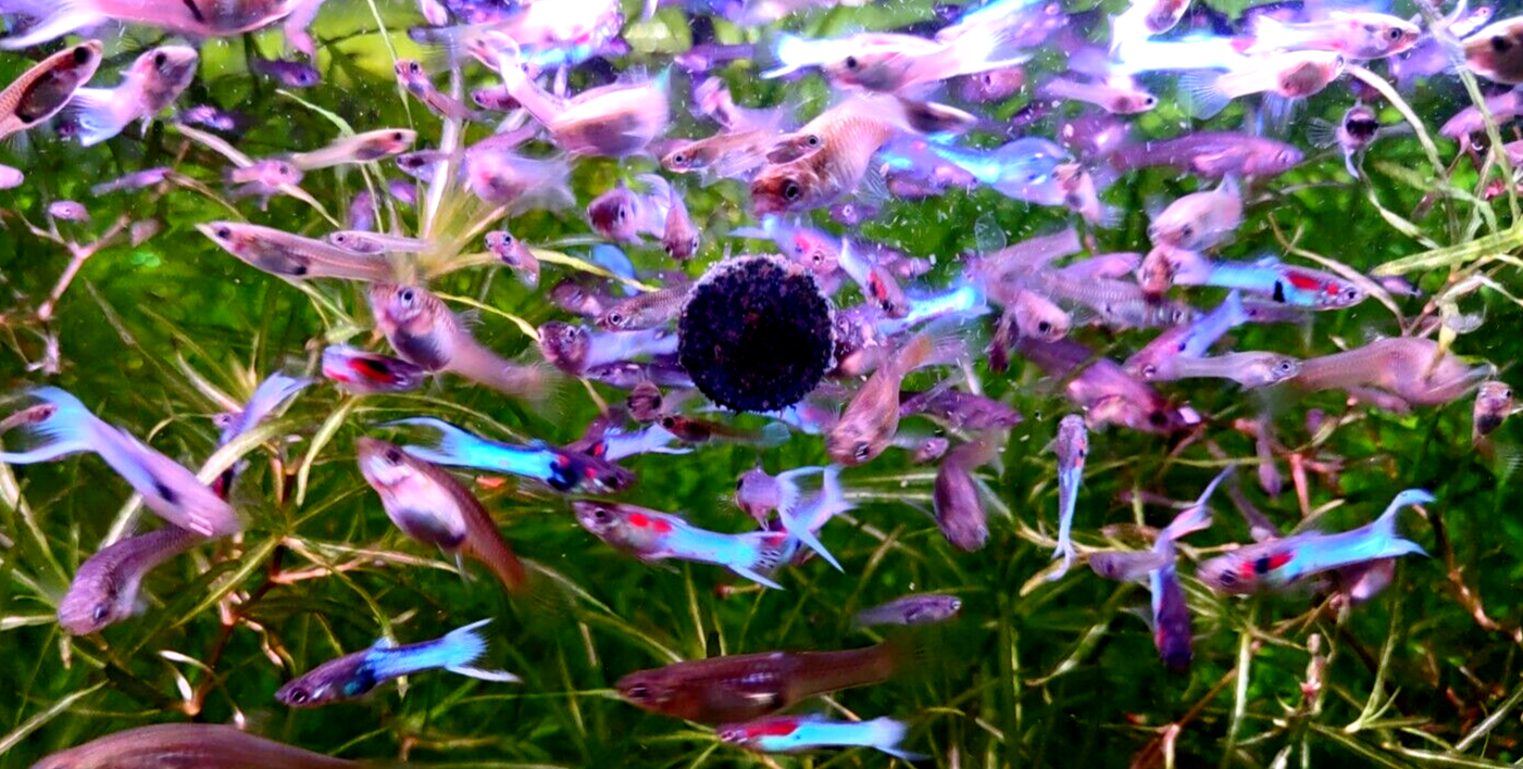 Neon Sky Blue Endler's - 4 Pairs (3 Pair+ 1 Free Pair (4M/4F))