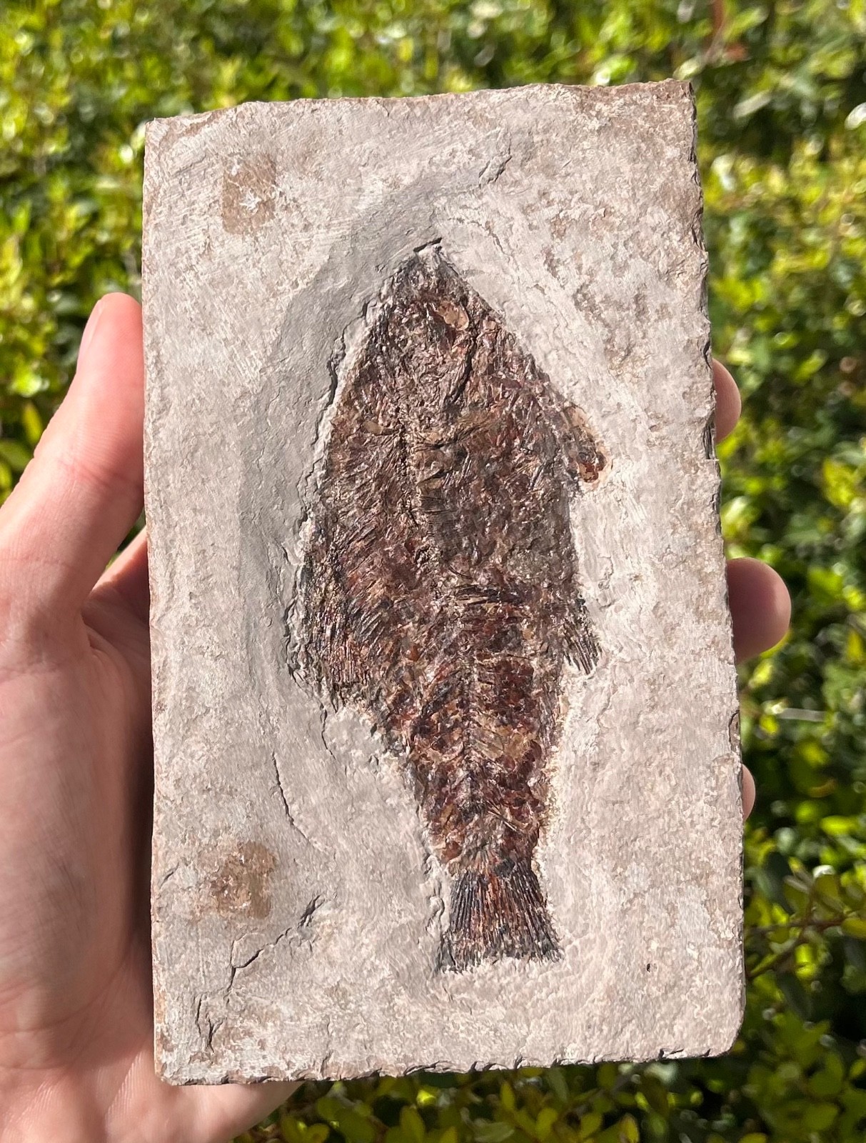 RARE Nebraska Fossil Fish Valentine Formation Skeleton Late Miocene Age