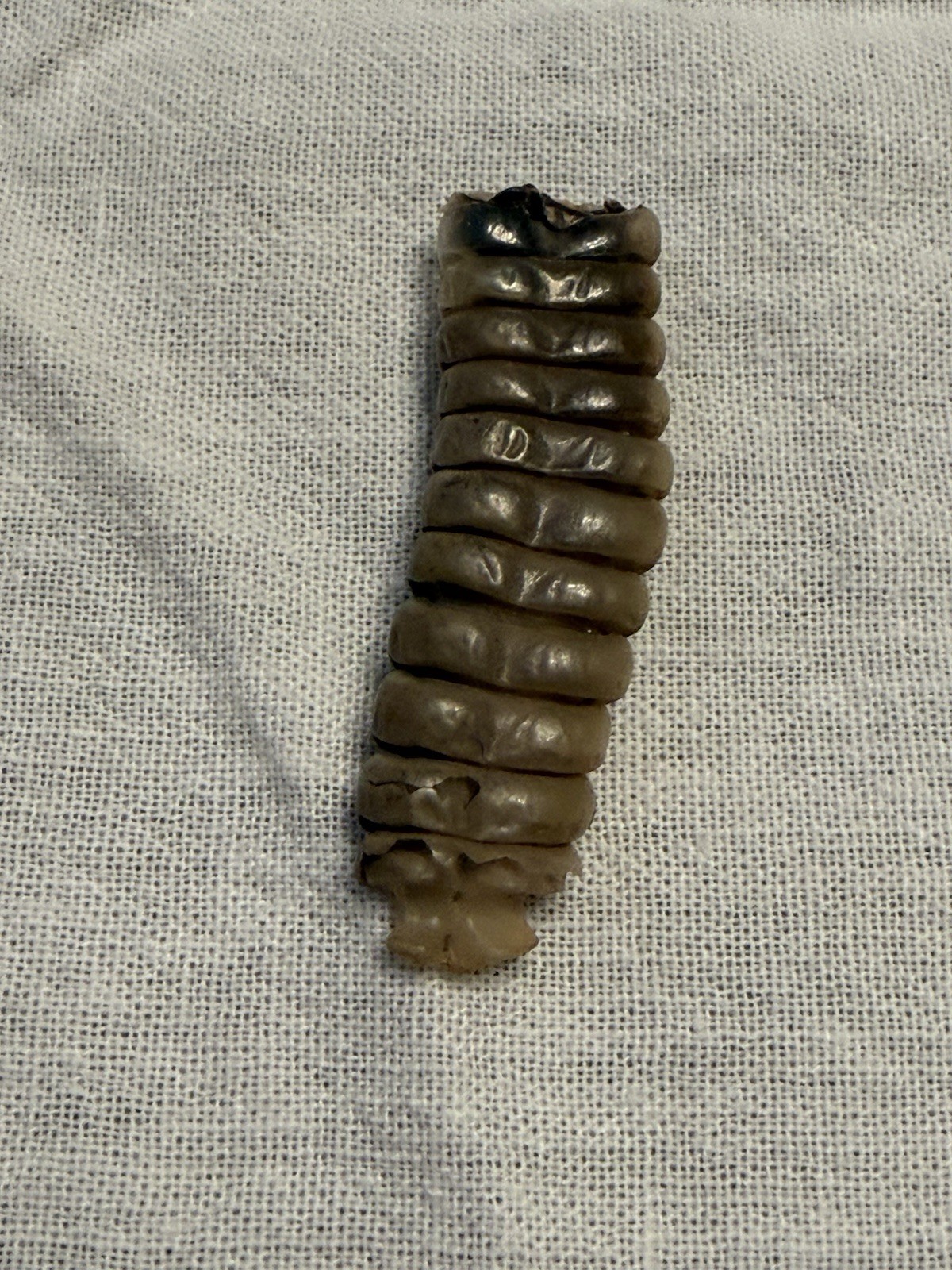 Rattlesnake Rattles ~ Lot Of 4 Rattles