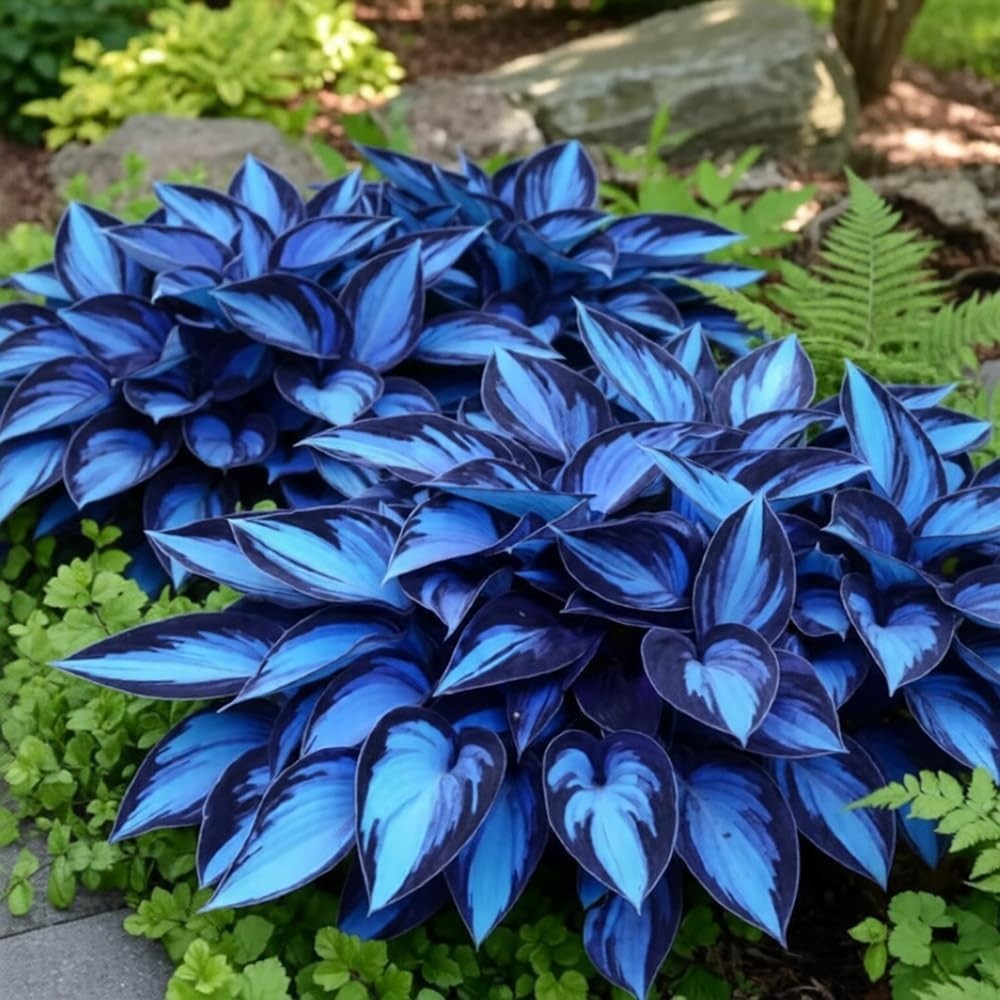 Mixrug 150+ Hostas Seed Midnight Blue for Planting Outdoors-Rare Mixed