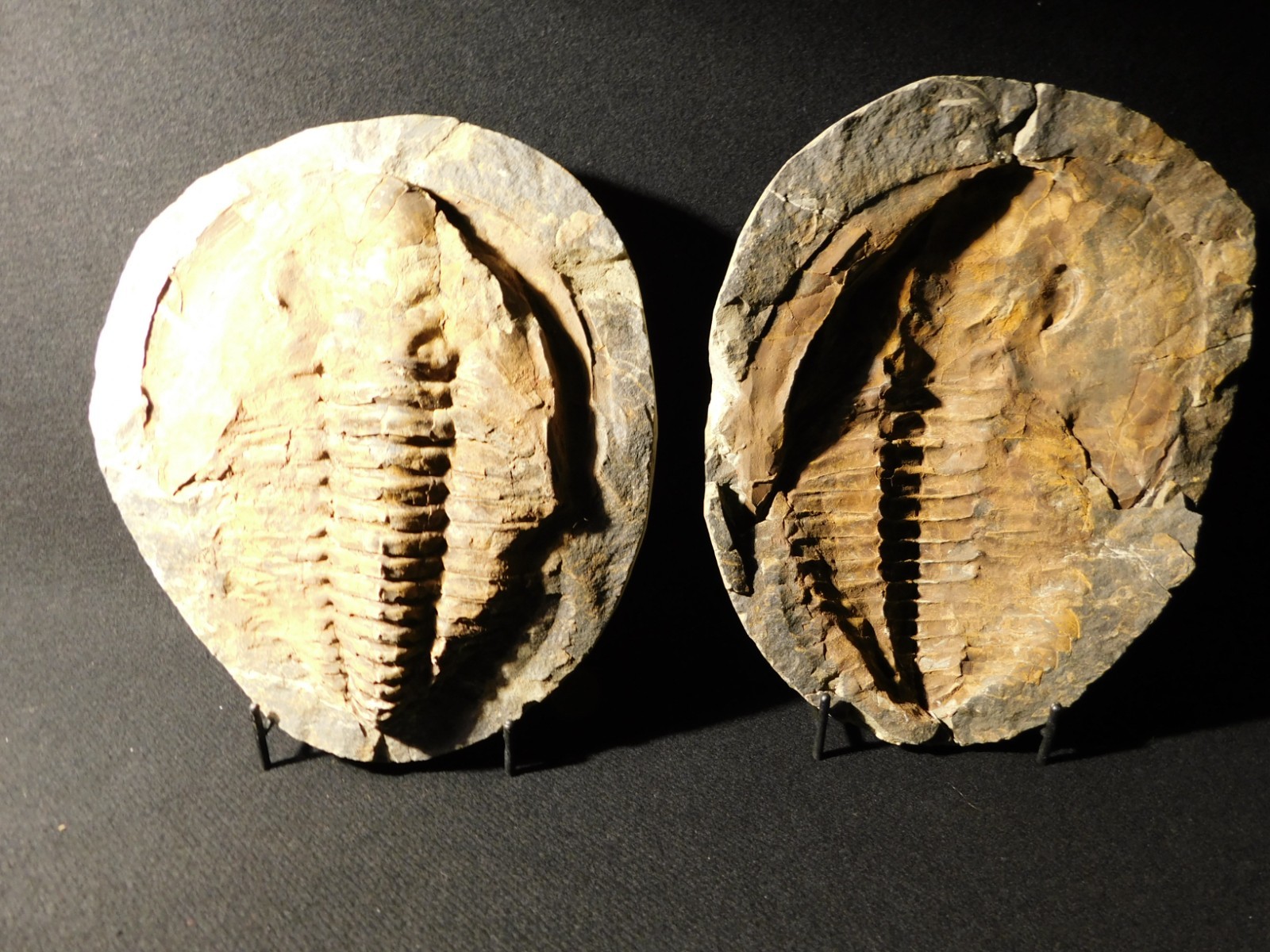 HUGE! 530 Million Year OLD! Andalusiana Trilobite Fossil Anif Morocco 3933gr