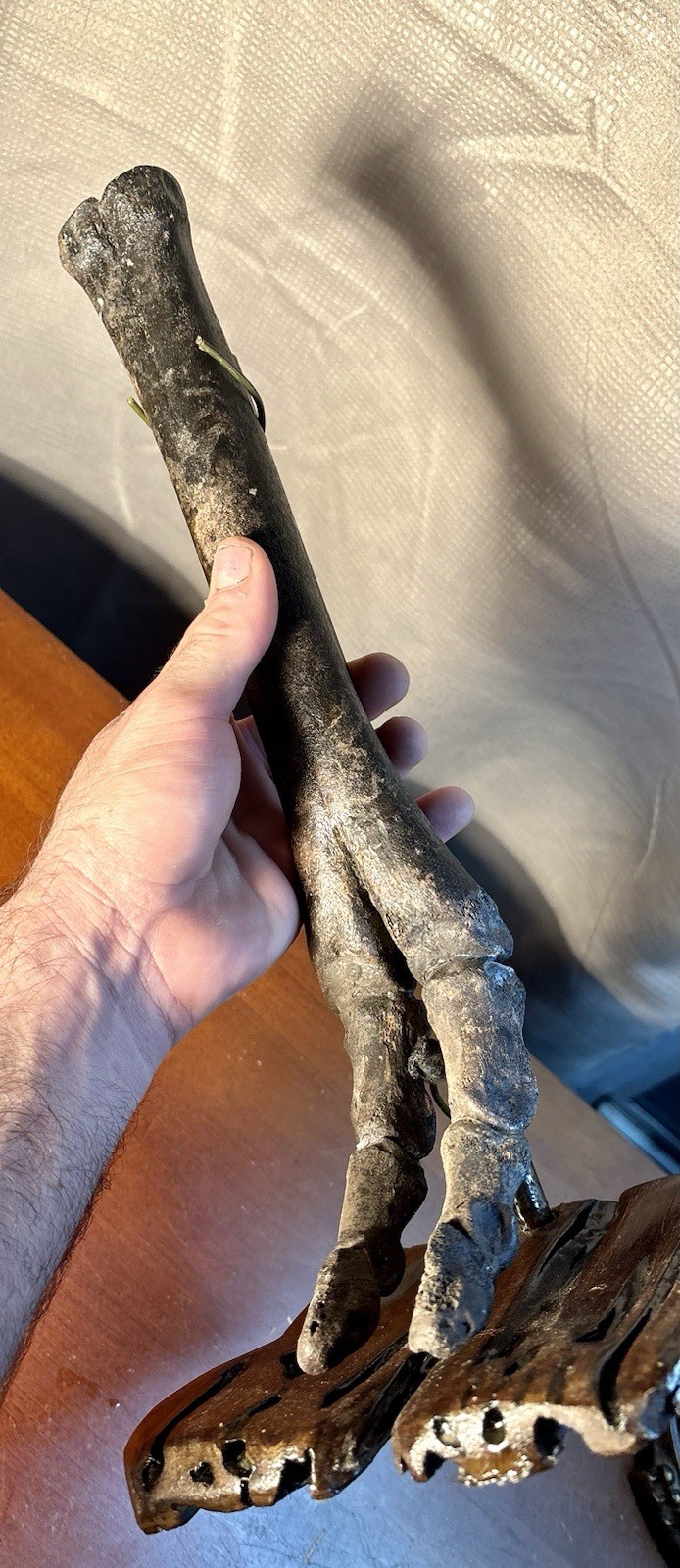 World Class Fossil Camel Leg Mount on Pecky Cypress Wood Stand Florida Fossils