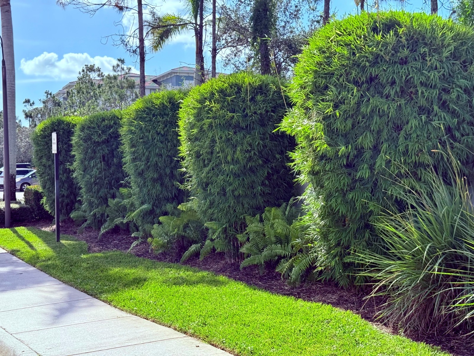 Graceful Bamboo - Bambusa textilis gracilis **NON-INVASIVE, CLUMPING**