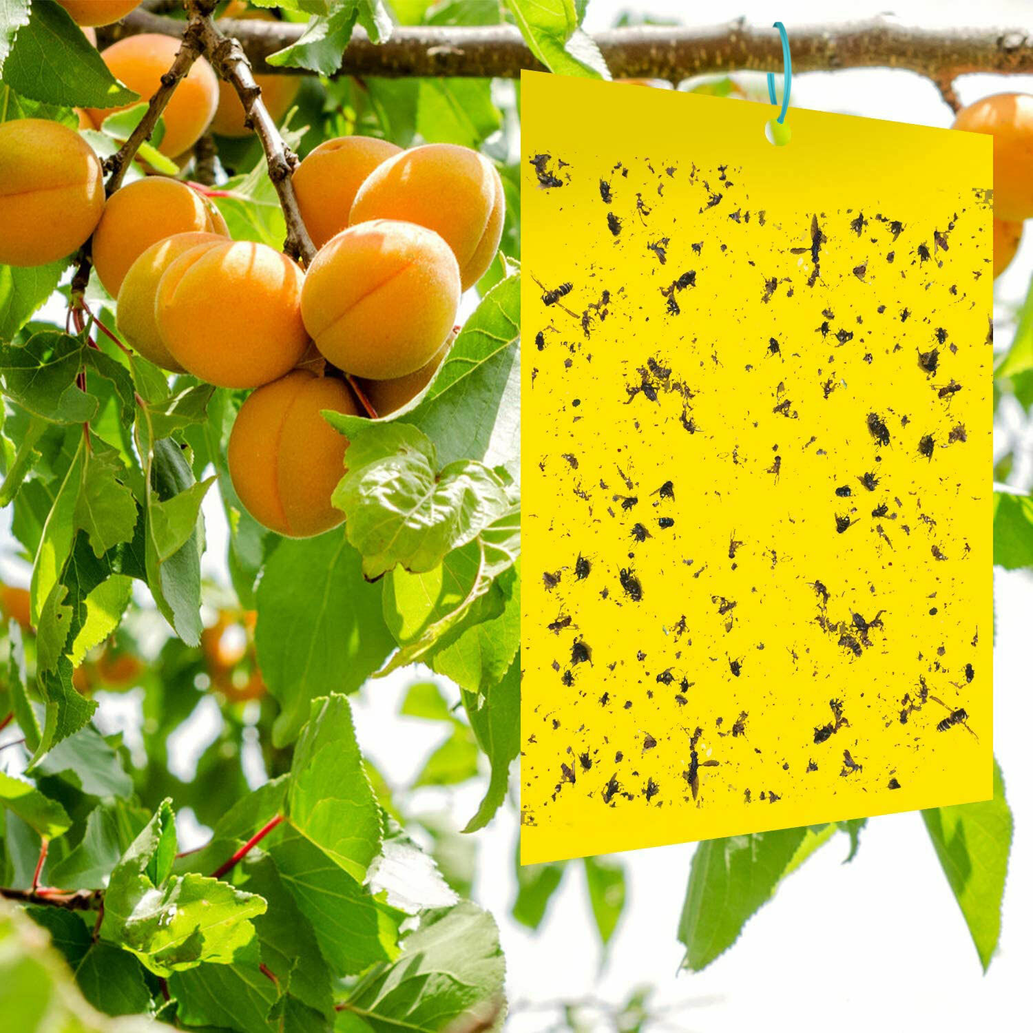 60 PCS Sticky Fly Traps- Gnat&Insect Catcher with Hanging Ropes|Strong Glue Trap