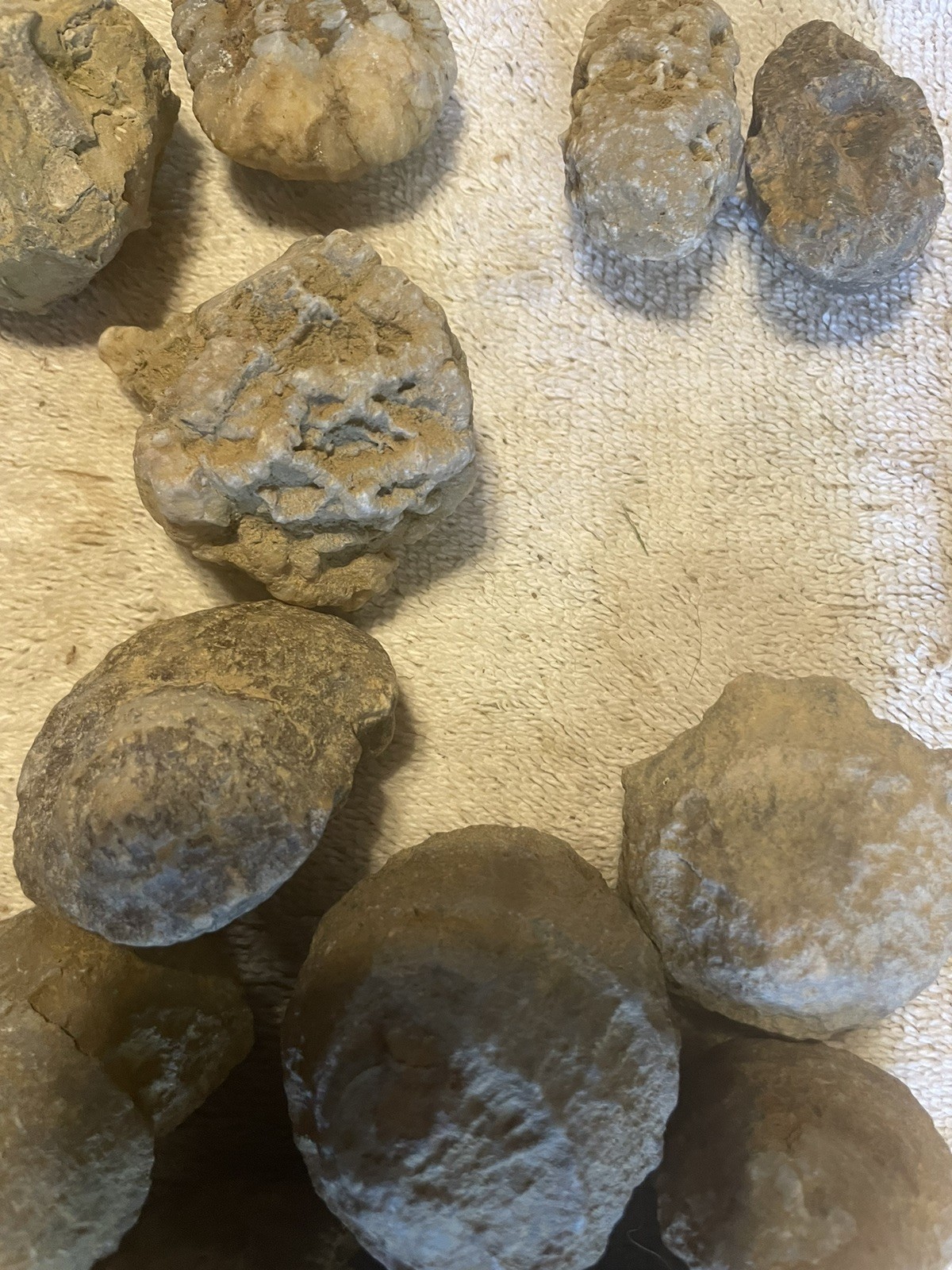 26-VARIOUS KENTUCKY FOSSILS. NICE ONES. 1” TO 2 1/2”.
