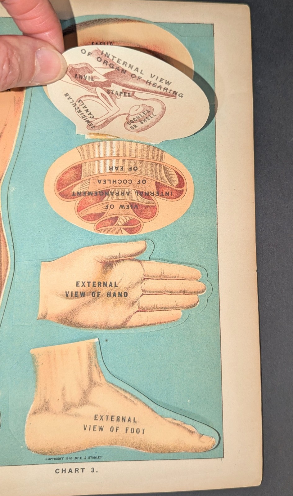 Antique Medical Book Plate Layered Anatomy of Eye Ear Hand Foot Leg E J Stanley