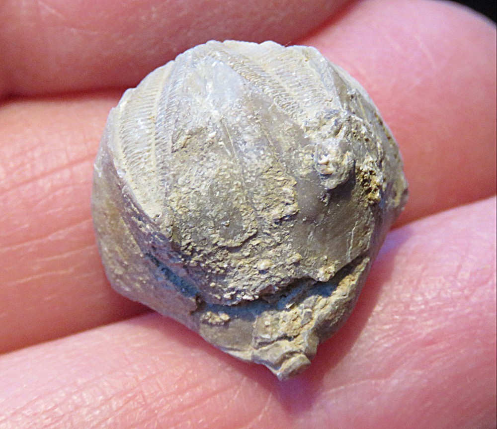 Blastoid Fossil- 3/4"- Pyriformis pentremites- Mississippian- Morill, Kentucky