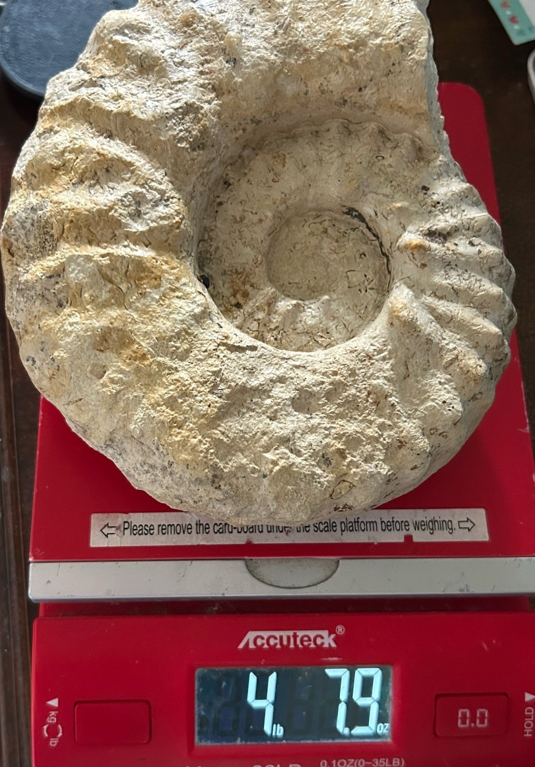 SUPERB 7.5” Cretaceous Mortoniceras Sp.Texas Fossil Ammonite!CRAZY Oyster Party!