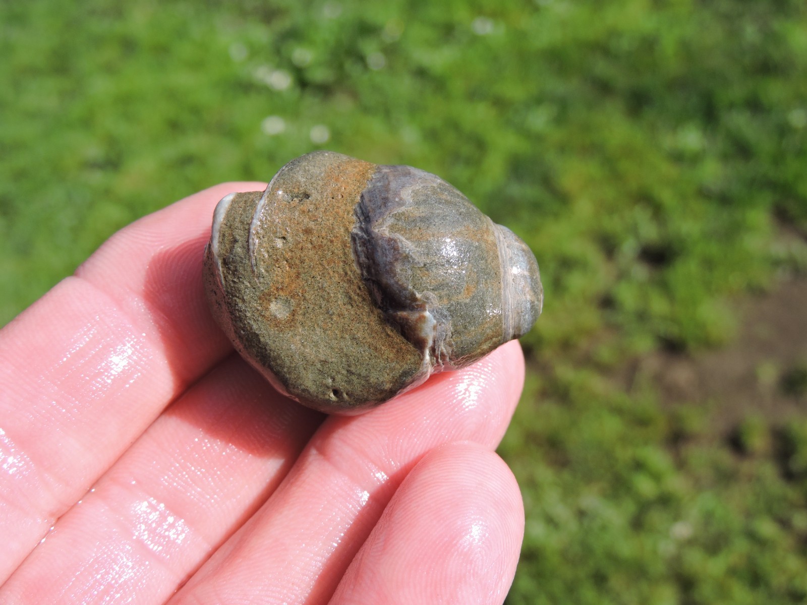 Box of MIXED Pacific Coast CLAM FOSSIL SHELL STONES Anadara, Steinkern ( 4 lb )