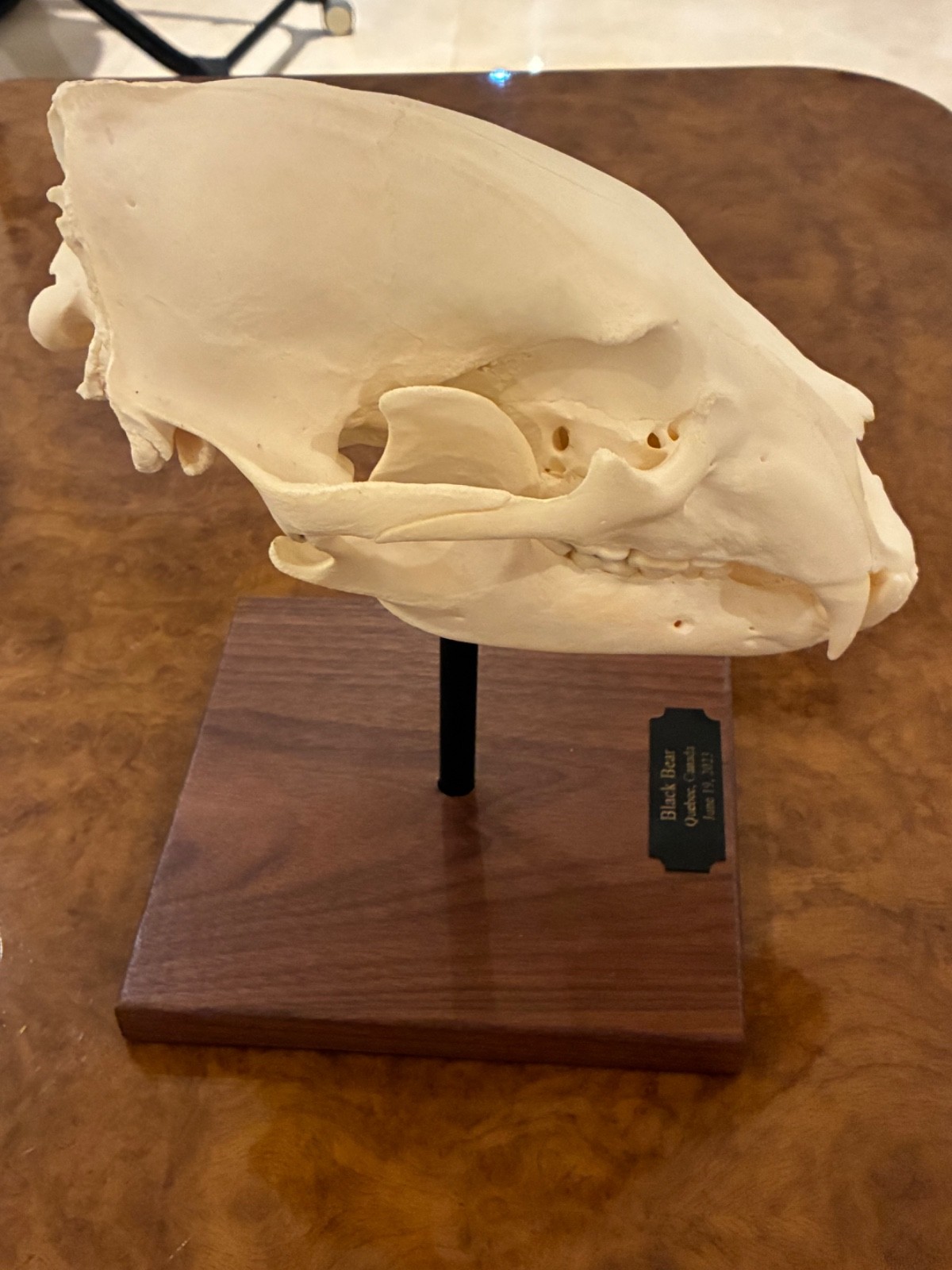 Black bear skull