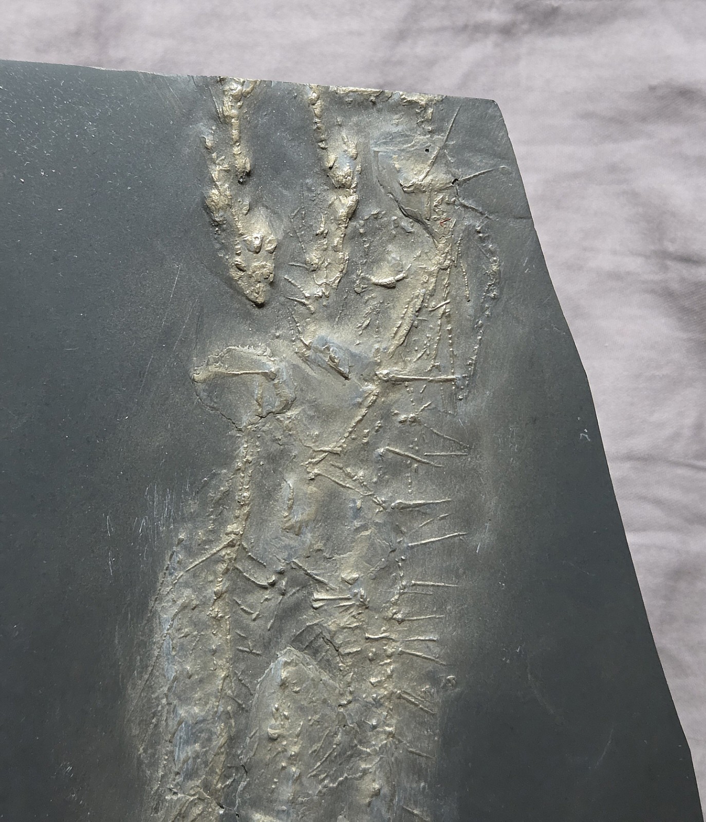 Ultra Rare Hystrigaster Horridus Starfish Fossil Devonian Bundenbach Germany