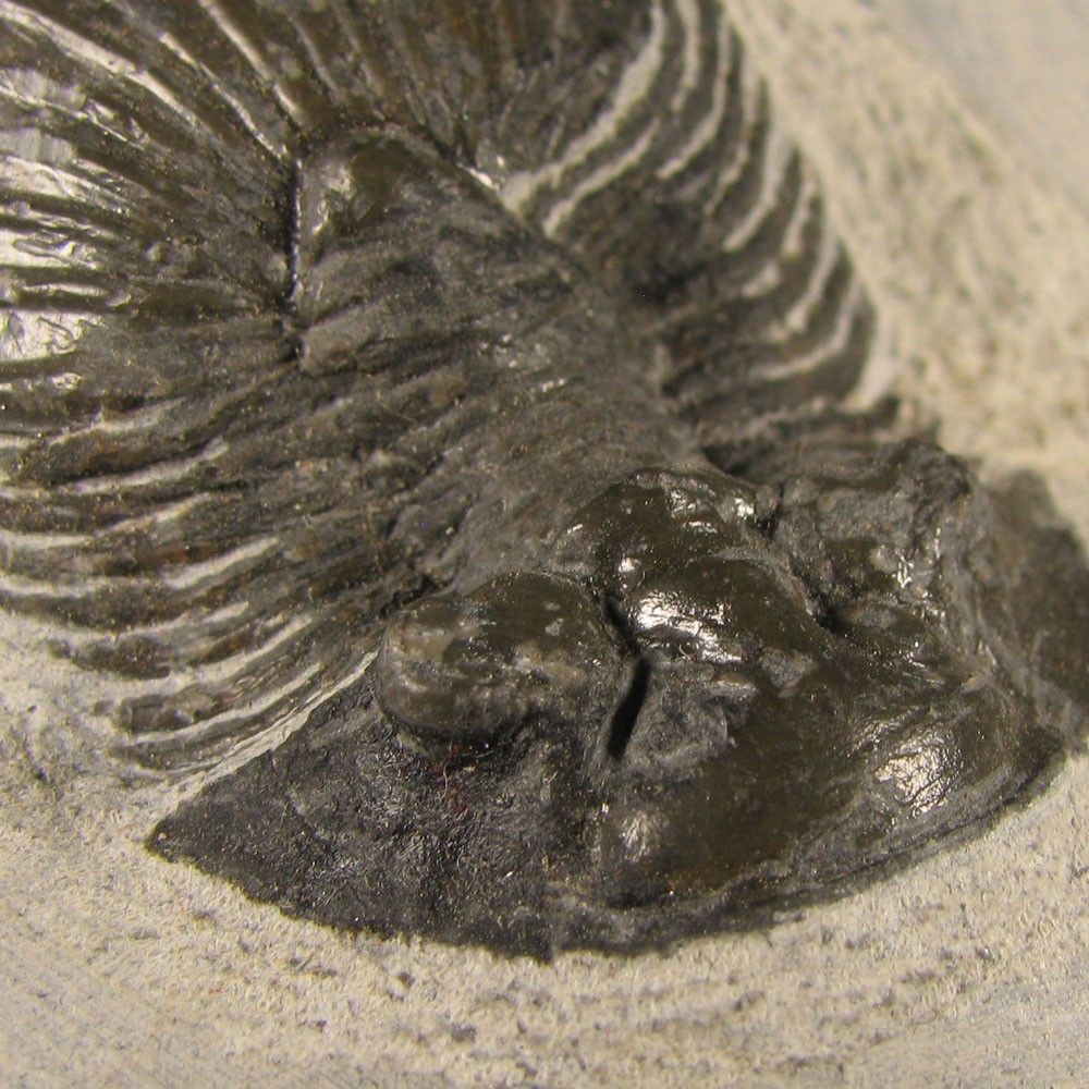 1.5" Scabriscutellum TRILOBITE Fossil on Matrix - Devonian Age - Morocco