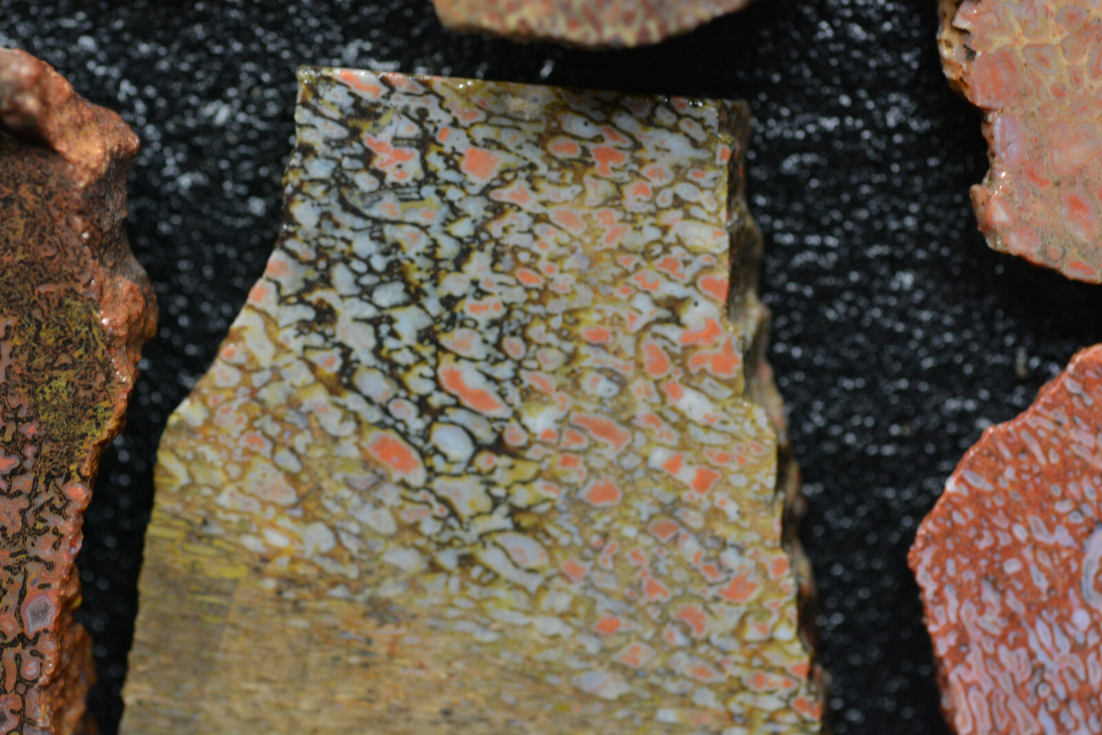 100 Grams of Agatized Dinosaur Bone Slabs