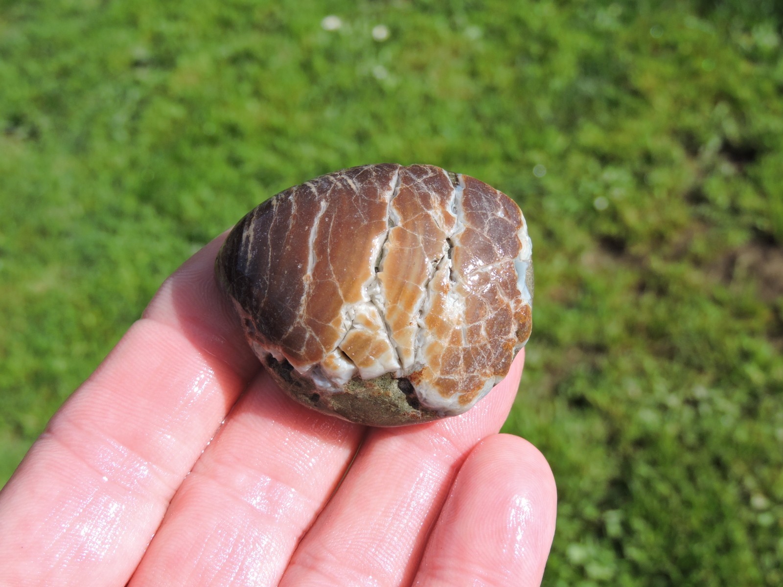 Box of MIXED Pacific Coast CLAM FOSSIL SHELL STONES Anadara, Steinkern ( 4 lb )