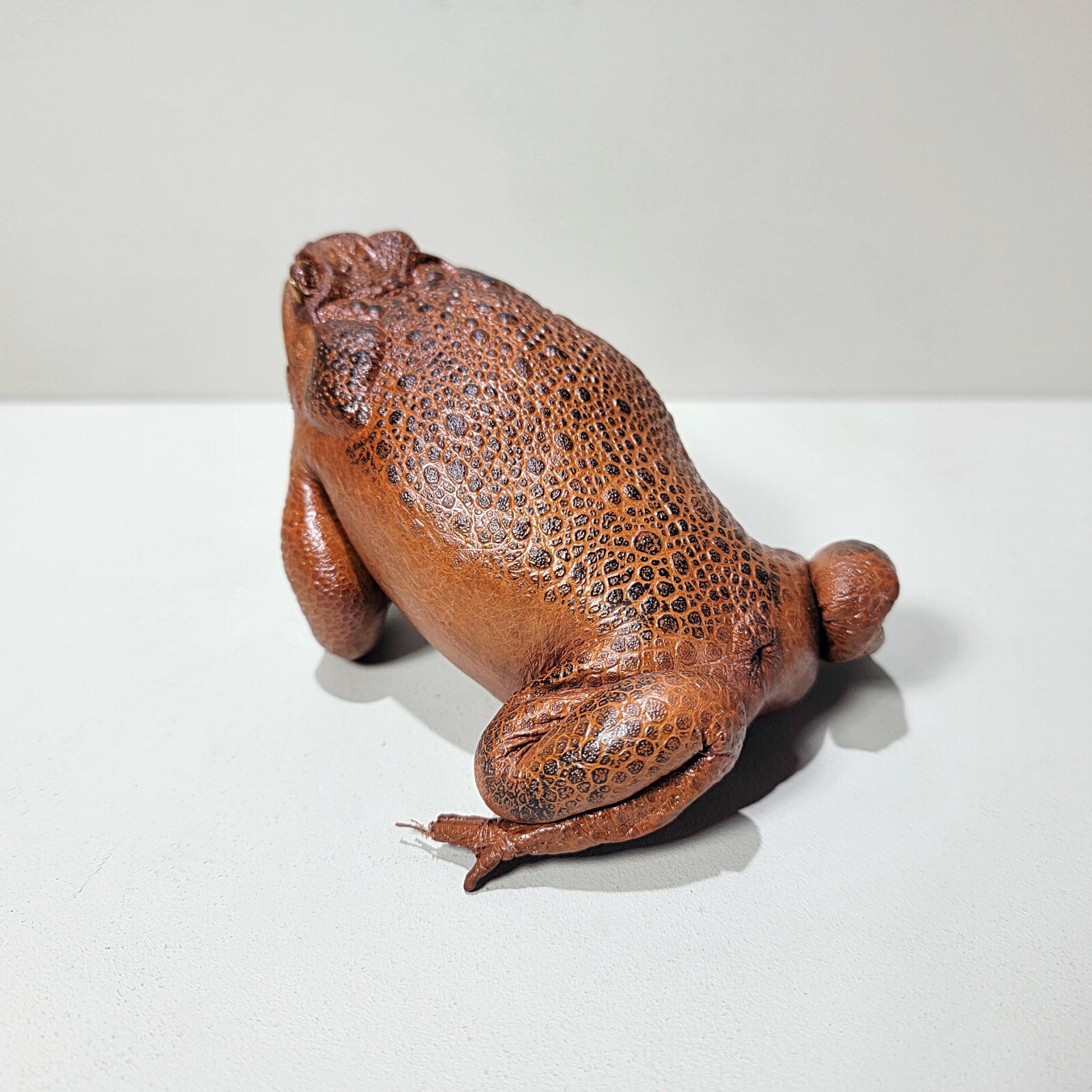 Taxidermy Toad, Real Stuffed Frog, Rhinella marina