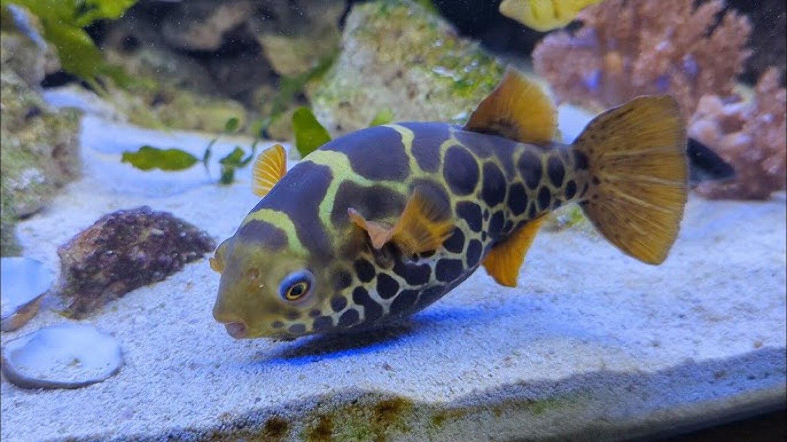 Ceylon Green Puffer 2.5–3.5 Inch Live Freshwater Fish Aquarium Rare Pro XL