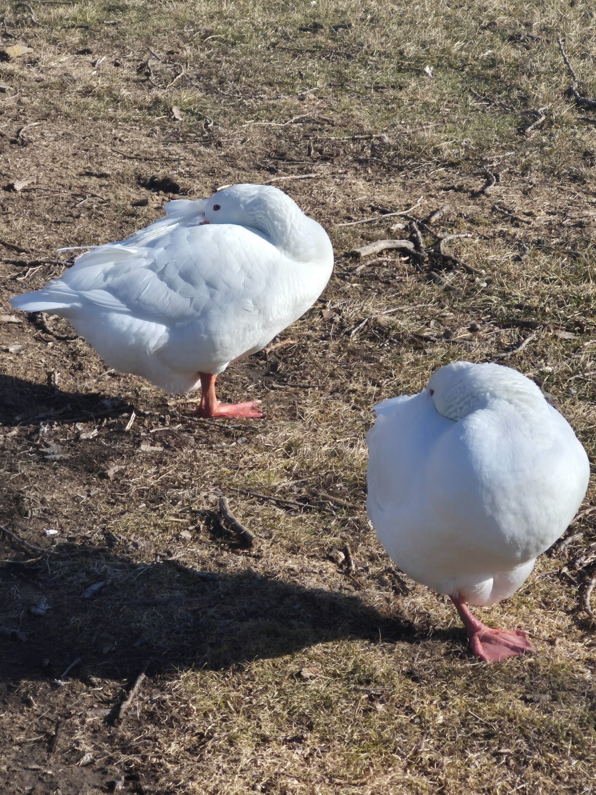 White Embden Hatching Goose Eggs