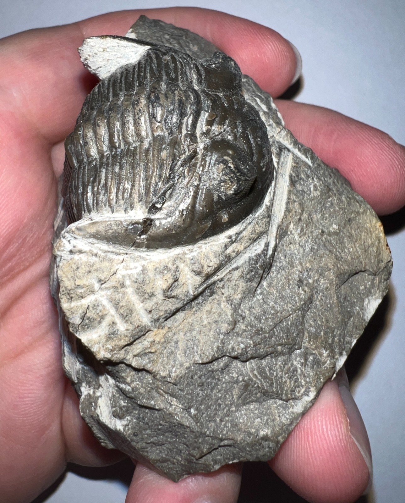 Moroccan Pre Dinosaur Fossil TRILOBITE HOLLARDOPS 1.75 INCHES!!