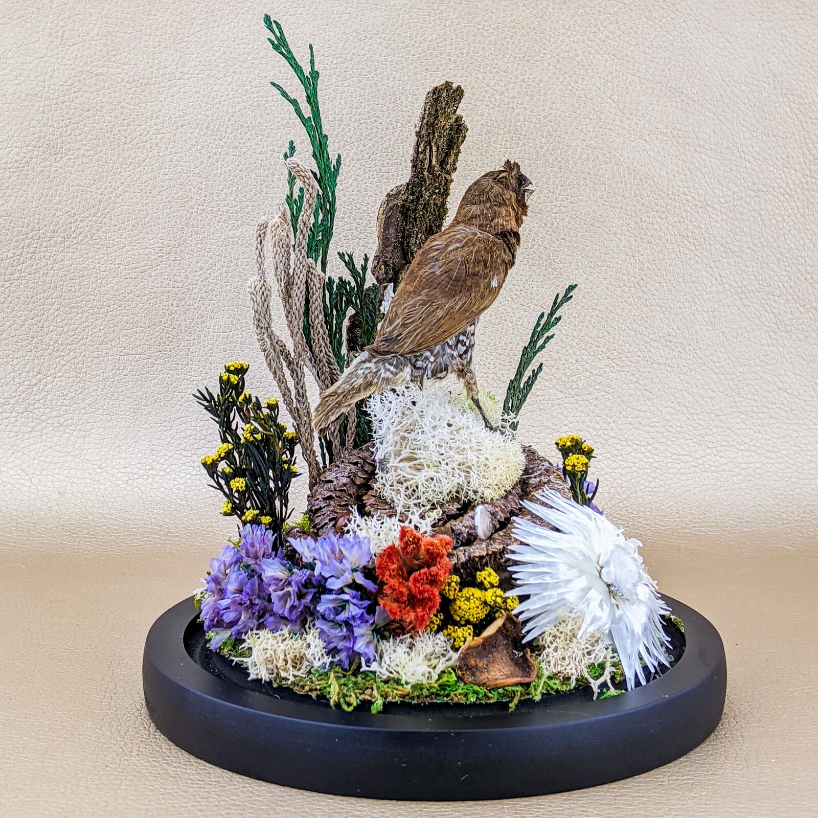 x25a Taxidermy oddities curiosities Spice Finch Bird Glass Dome Display decor