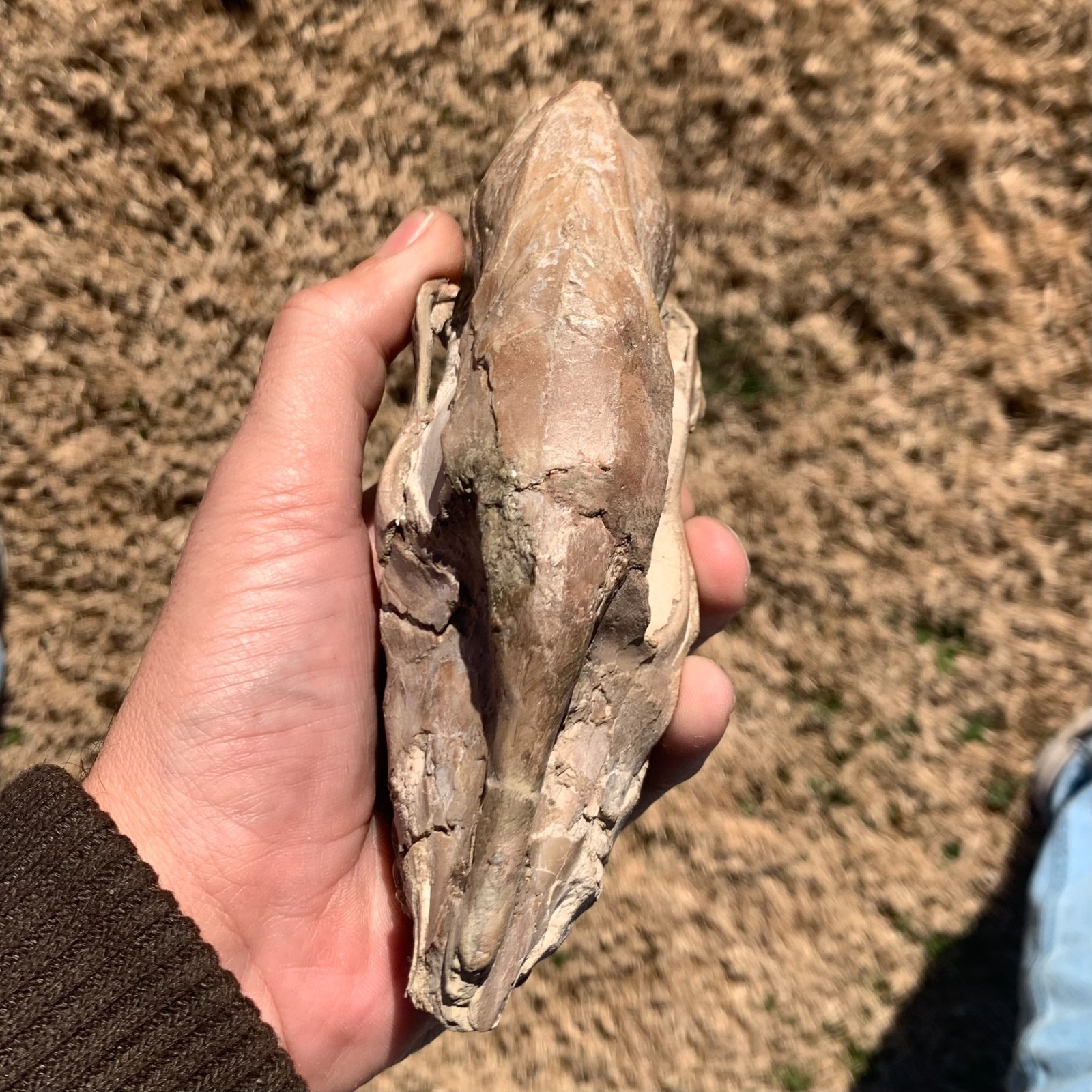 Fossil Horse Skull, Mesohippus, White River Badlands, mammal fossils