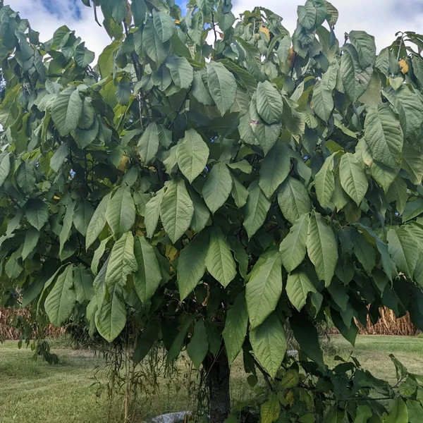 5 PawPaw Tree 12-24" Asimina triloba Bare Root