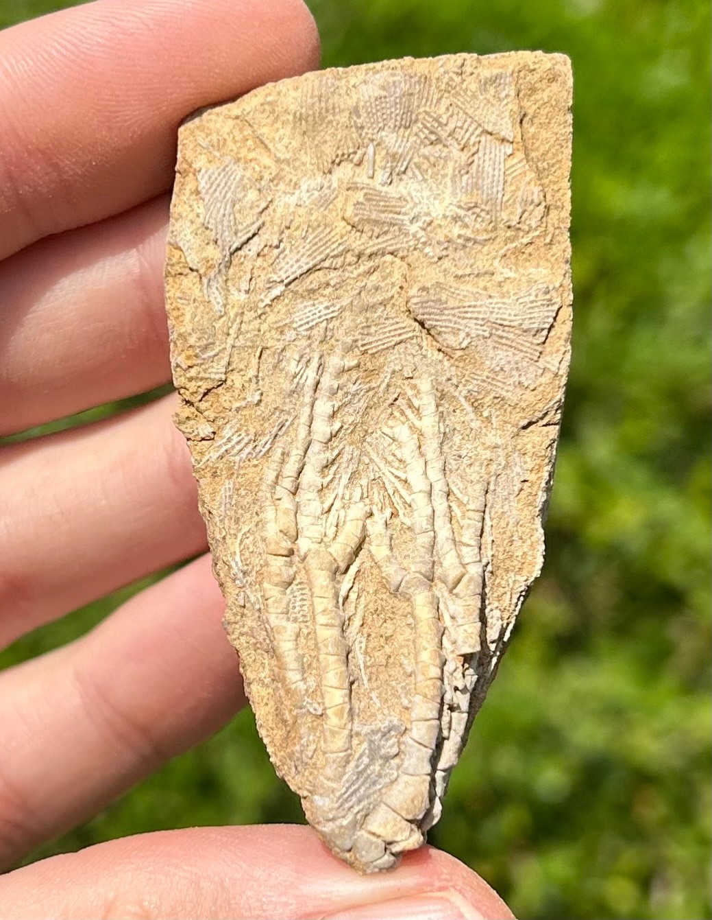 NICE Fossil Crinoid in Matrix Aphelecrinus Alabama Bangor Limestone Formation