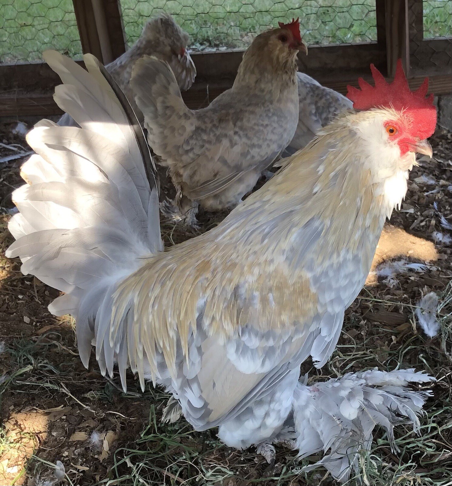6 + PORCELAIN D’UCCLE BANTAM Fresh Hatching Eggs. Laying Now.