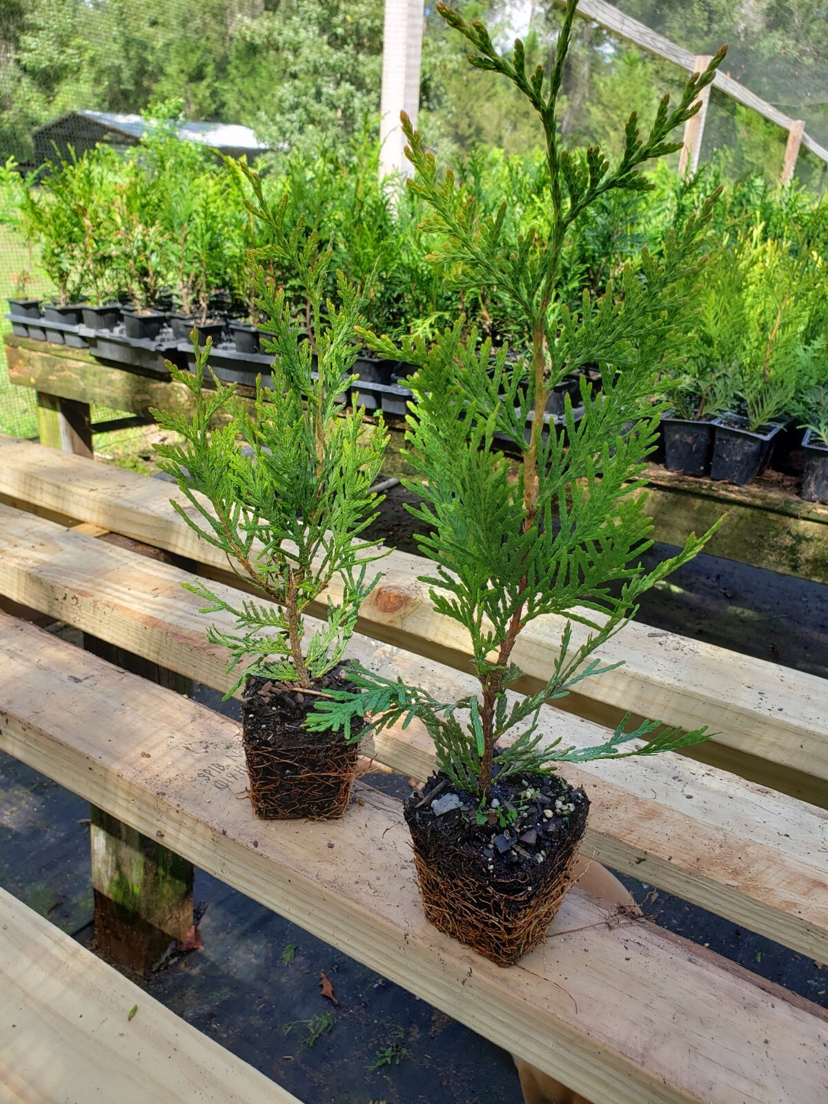 Green Giant Arborvitae, fast growing, privacy, five to 50 plants, FREE shipping