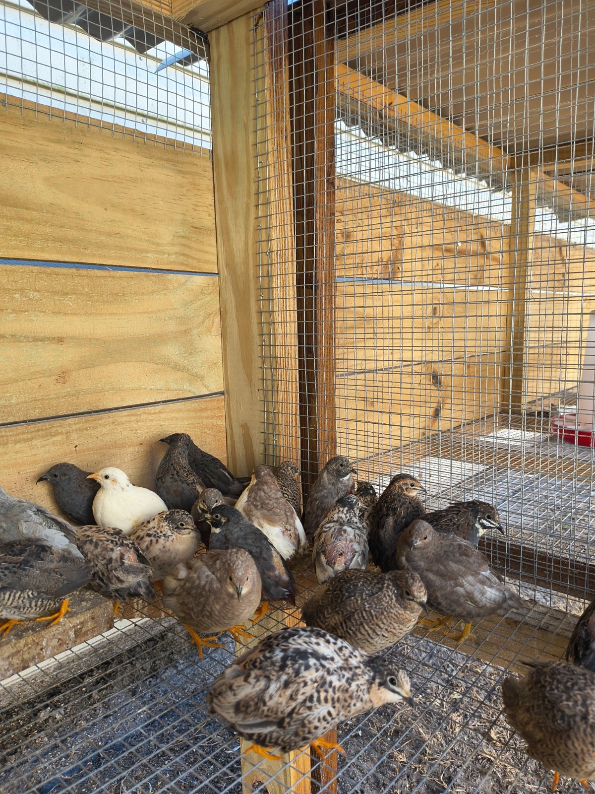 BOGO SALE- buy 12+ Button quail hatching eggs get 12 FREE