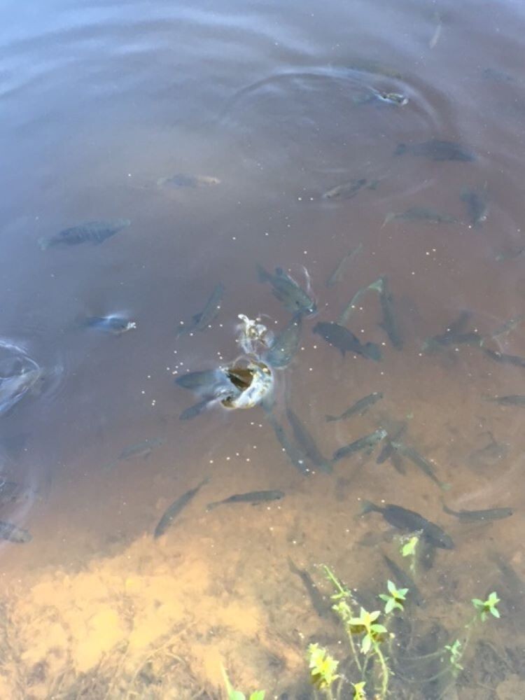 40 lb Bag Koi Fish Food Large Pellets by Americas Best Koi Food 32% Protein