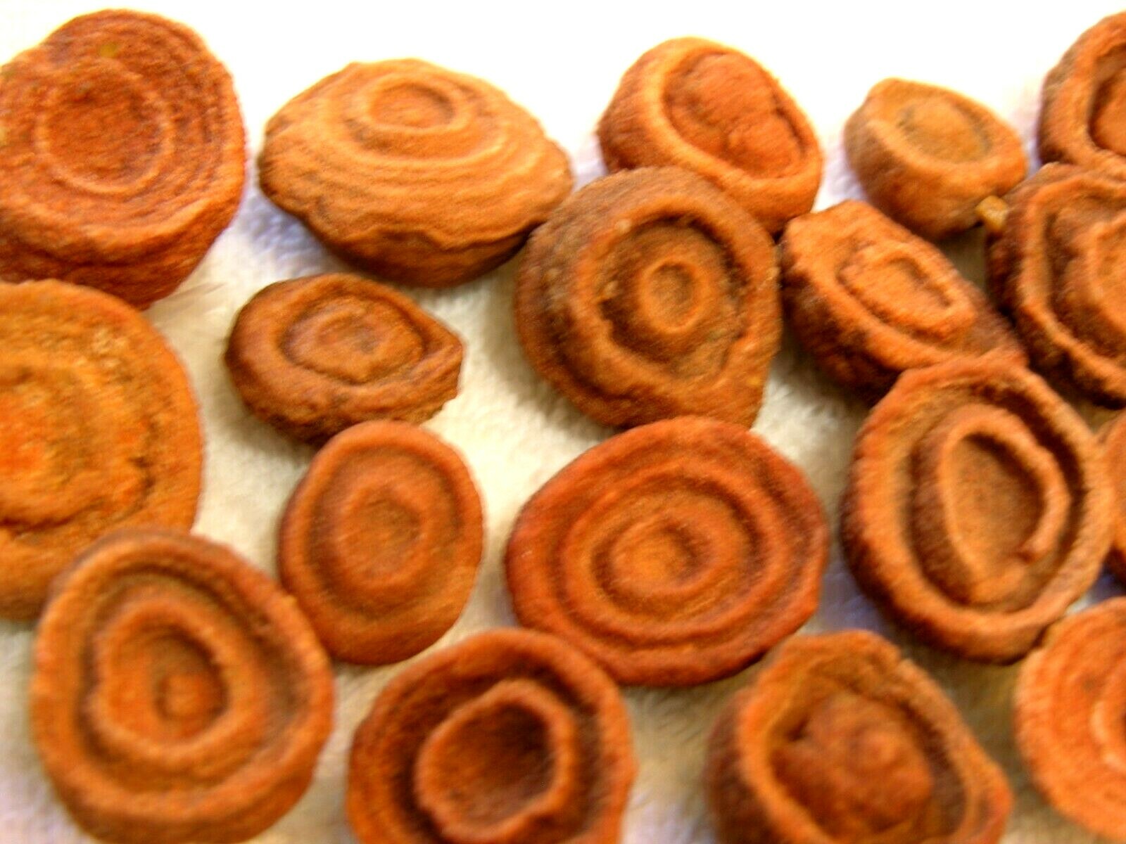 Stromatolite fossils ancient earth life 1 billion years 10 fossils per winner