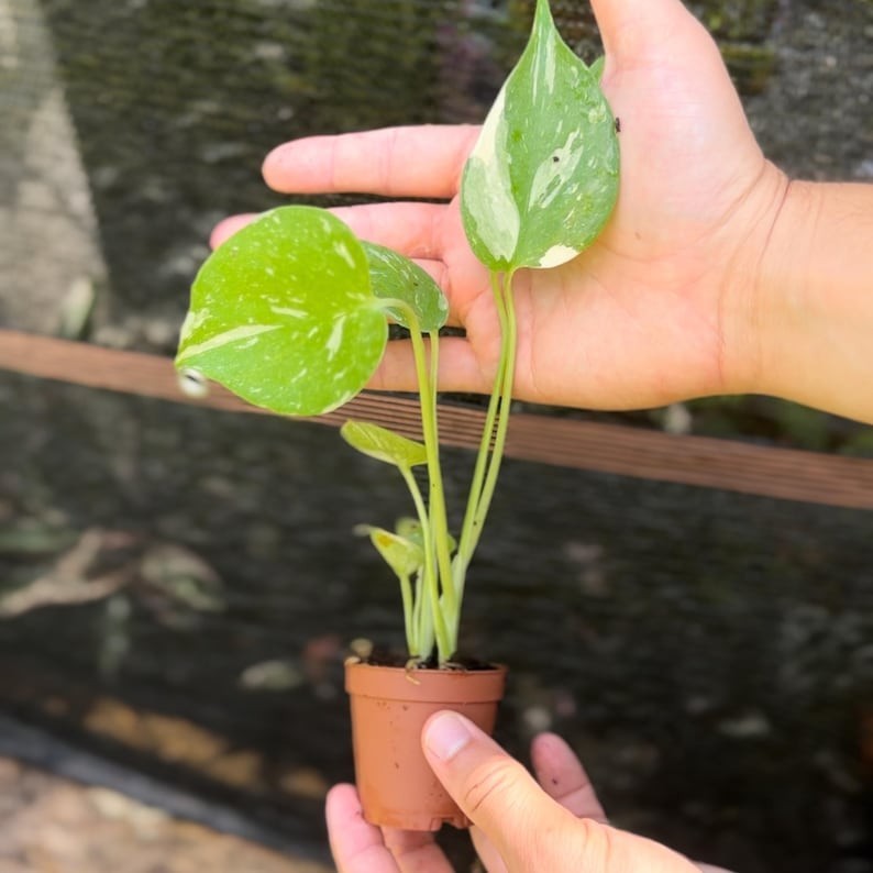 Monstera Thai Constellation House Plants SALE | Variegated Thai Constellation