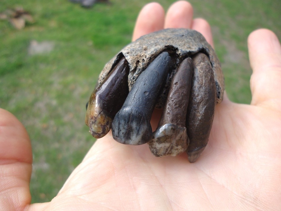 ONE OF A KIND TAPIR PREMAXILLA w/ TEETH FLORIDA FOSSIL ICE AGE EXTINCT JAW SKULL