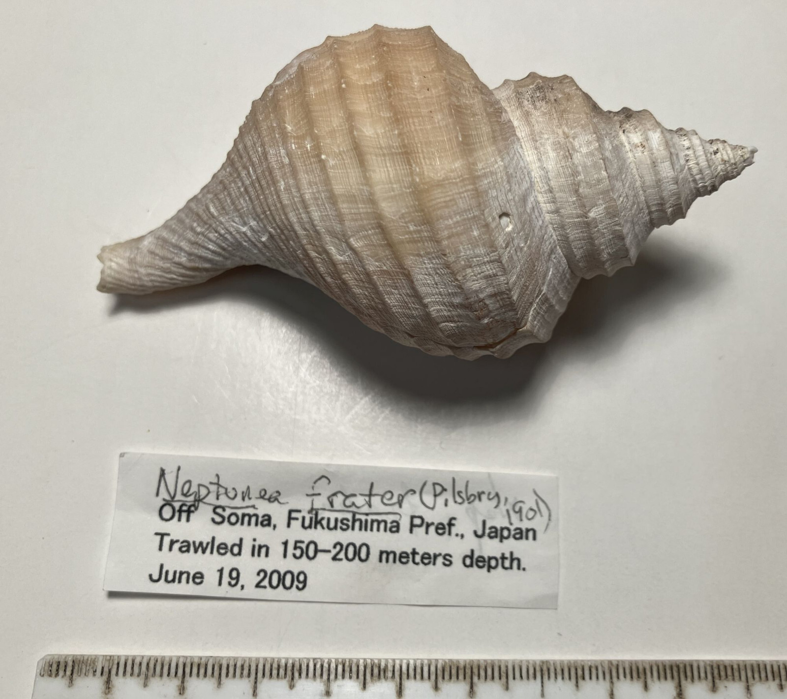 Brother Neptune. Neptunea frater. Good Shape. with operculum. 92 mm