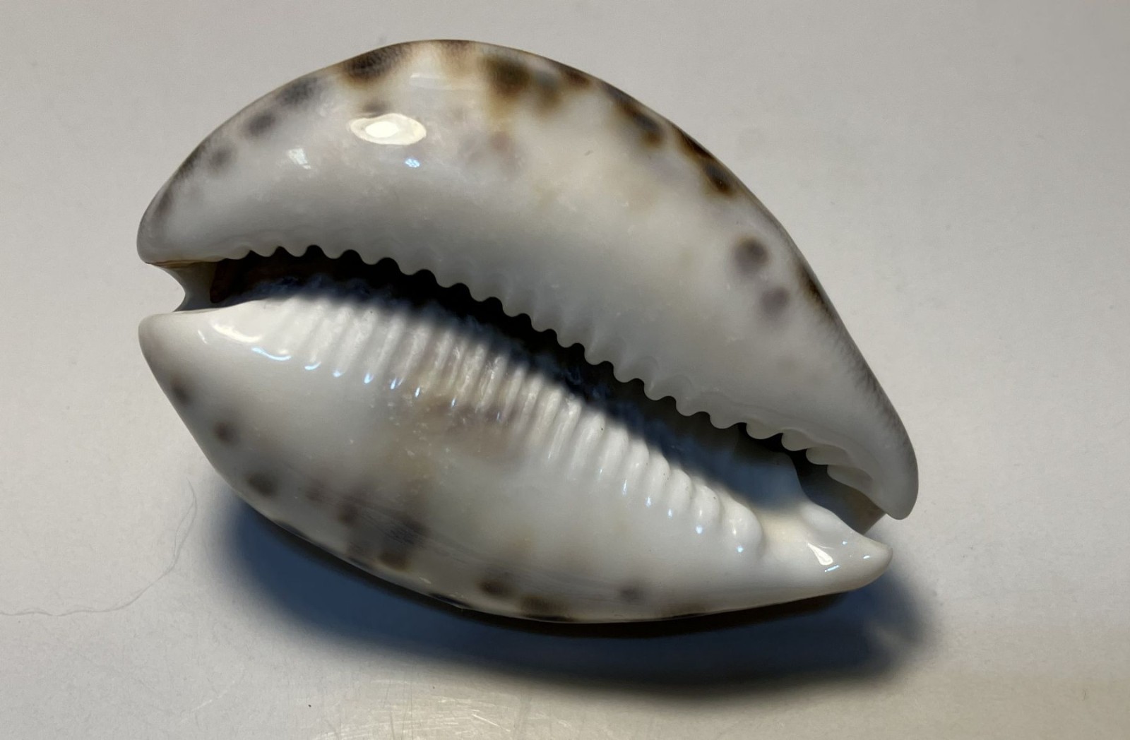 Cypraea tigris. tiger cowrie. Collected in the Philippines . Great Shape. 75mm