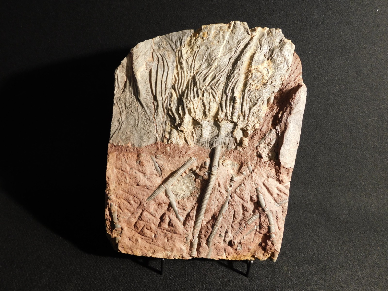 BIG! 430 Million Year Old! CRINOID Fossil or Sea LILY Fossil Morocco 1570gr