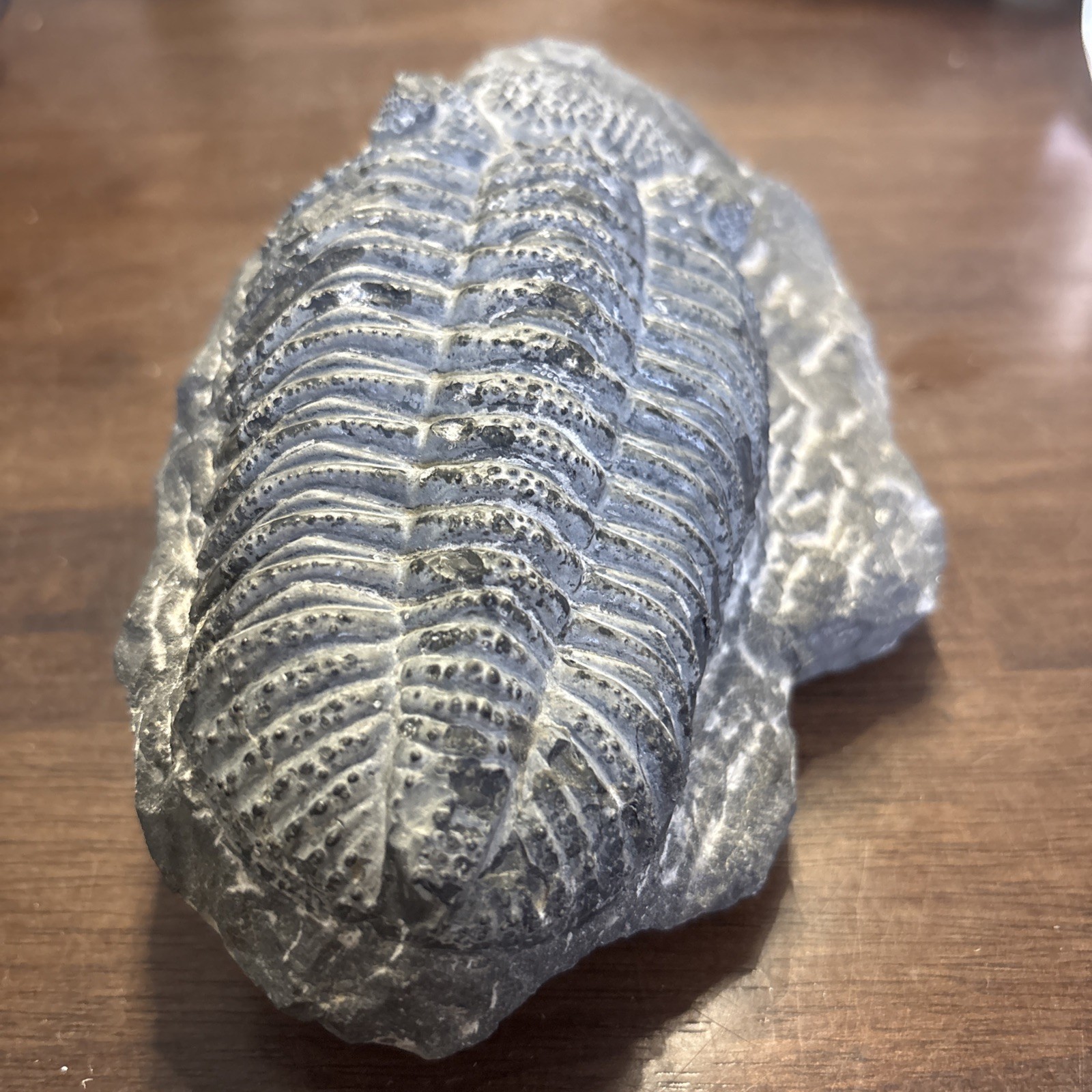 Trilobite In Matrix Paleozoic Fossil 300 Million Yrs Large