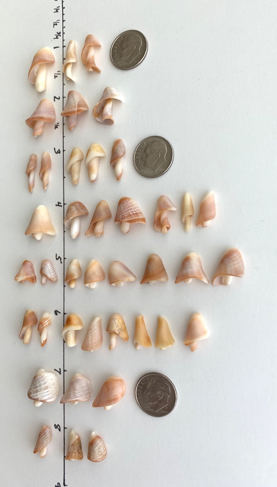 40 Mushroom Shell Beach Seashells Tree Natural Shaped Fragment Craft Dollhouse B