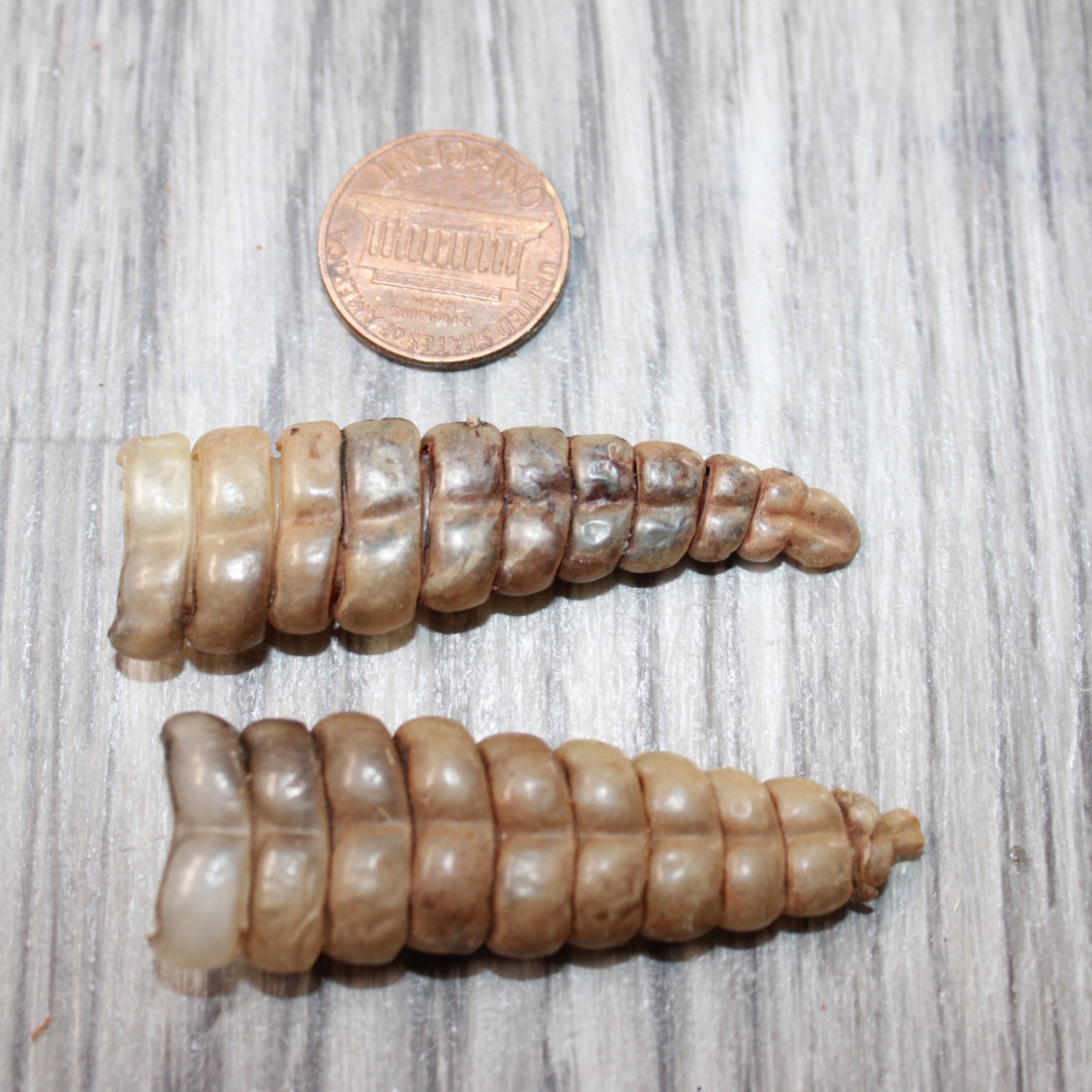 2 Very Large Rattlesnake Rattles #5863 Taxidermy Diamondback Sidewinder